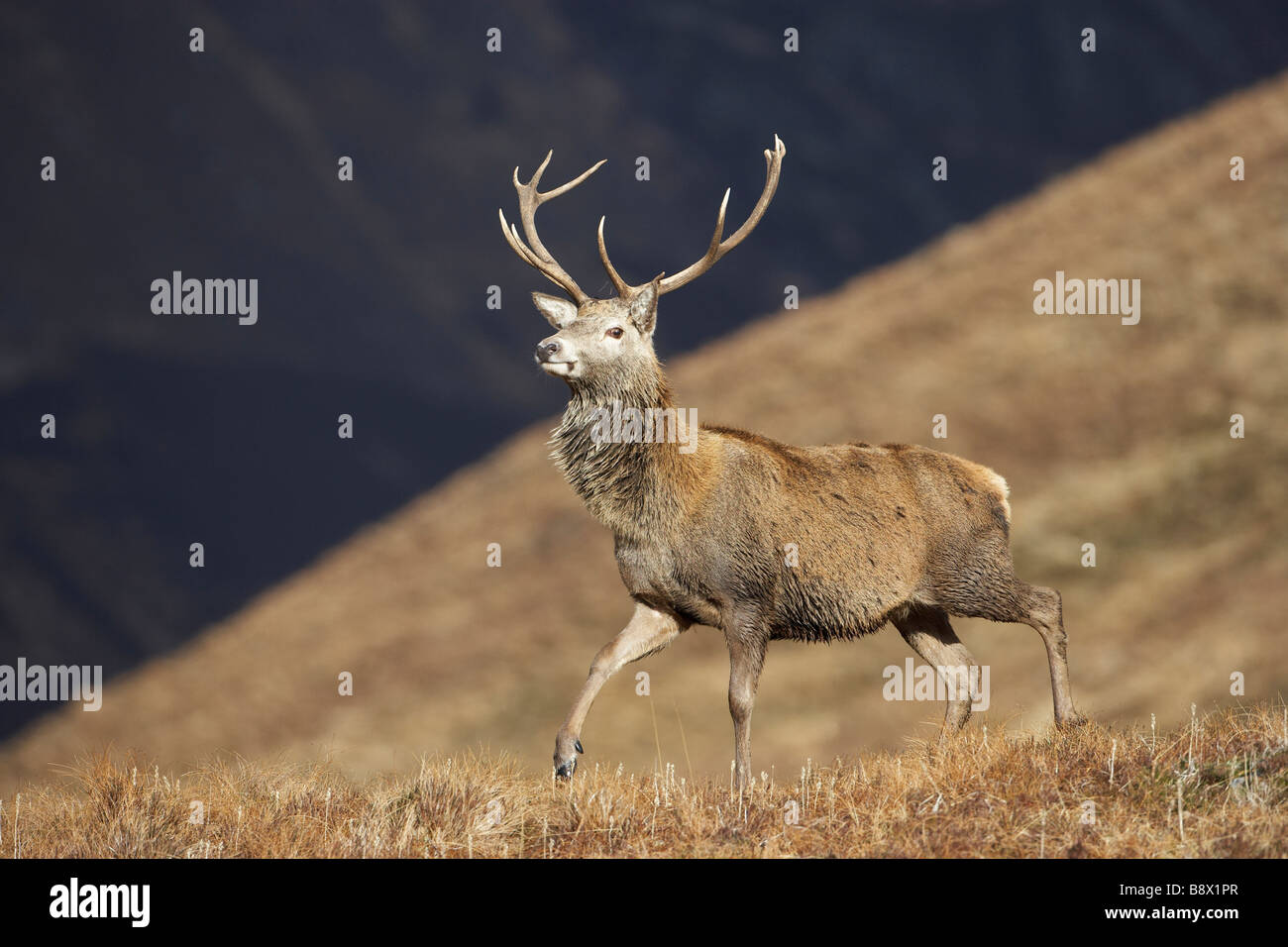 Red Deer (Cervus elaphus), stag sur la lande Banque D'Images