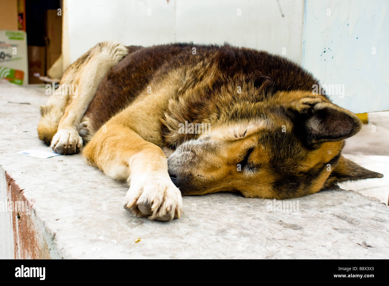 Un chien errant dans les rues d'athènes dormir dans le soleil Banque D'Images