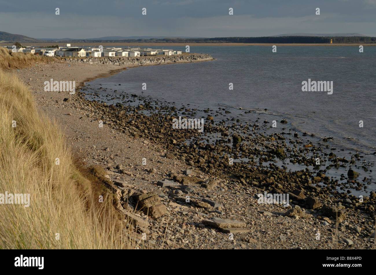 Huîtrier pie bergeronnette et high tide roost St Ishmaels Carmarthenshire Wales UK Europe Banque D'Images