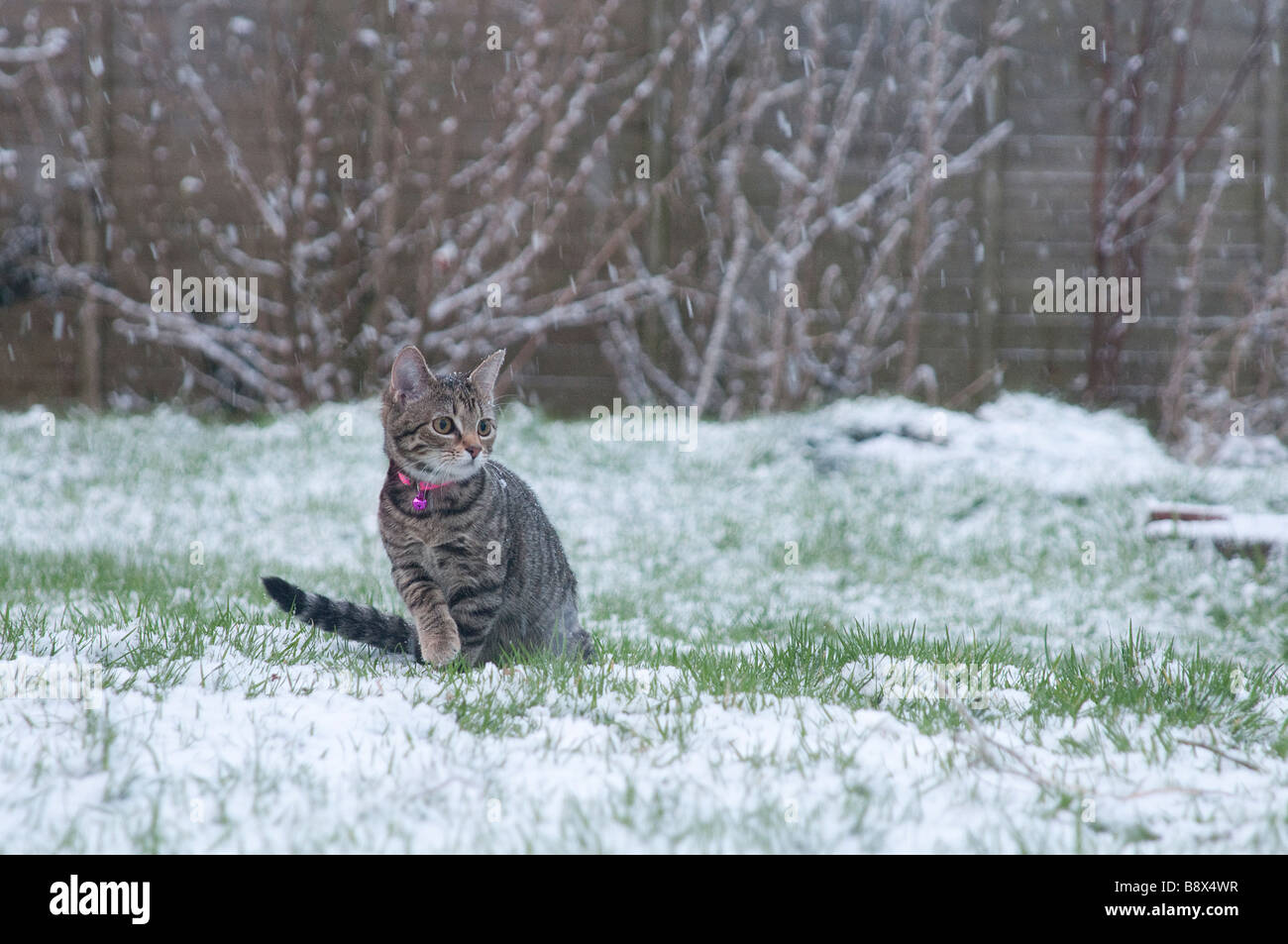 Un chaton de 4 mois assis dans un jardin comme la neige tombe Banque D'Images