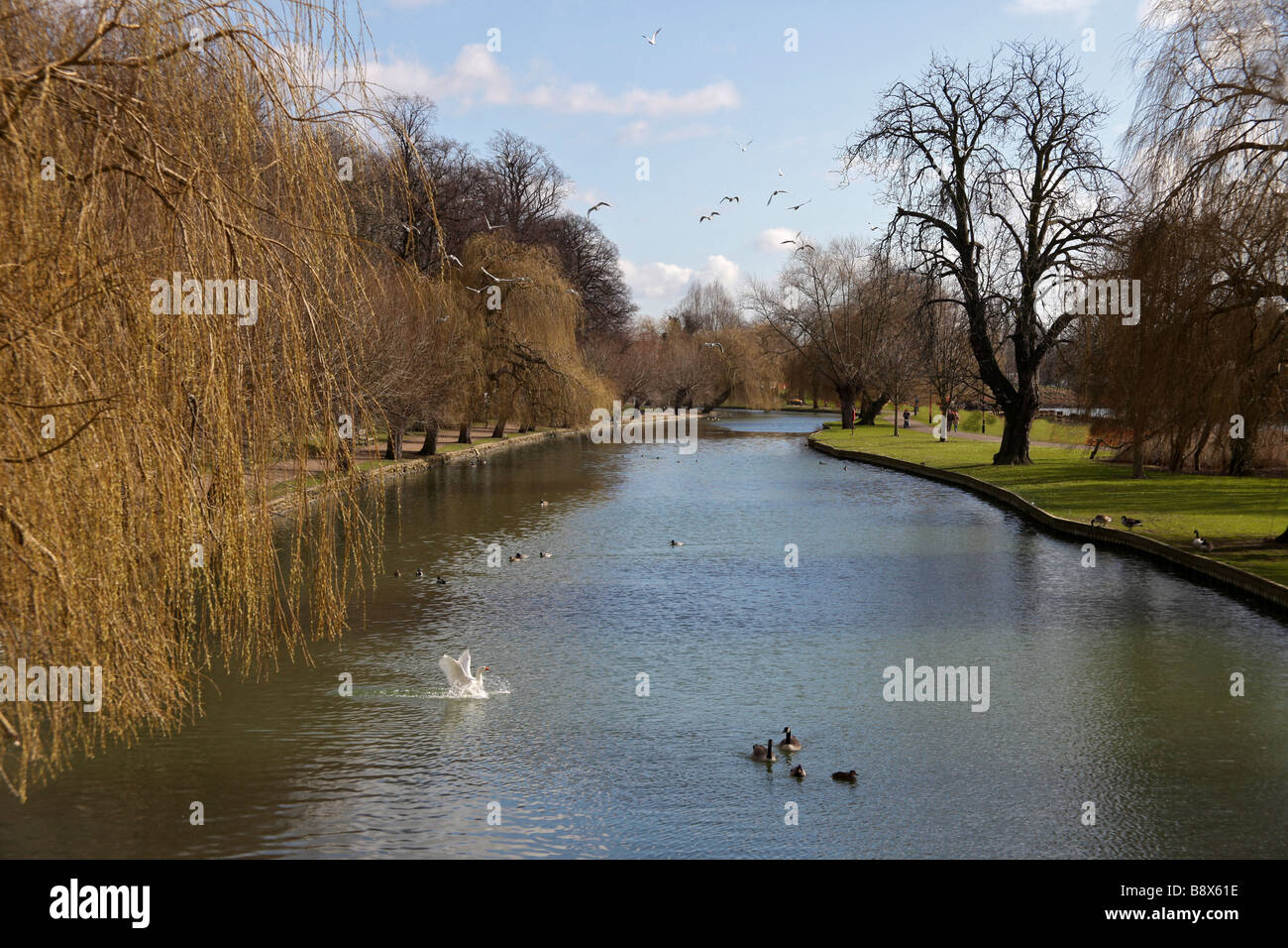 Une rivière et des oiseaux à Bedford, Angleterre Banque D'Images