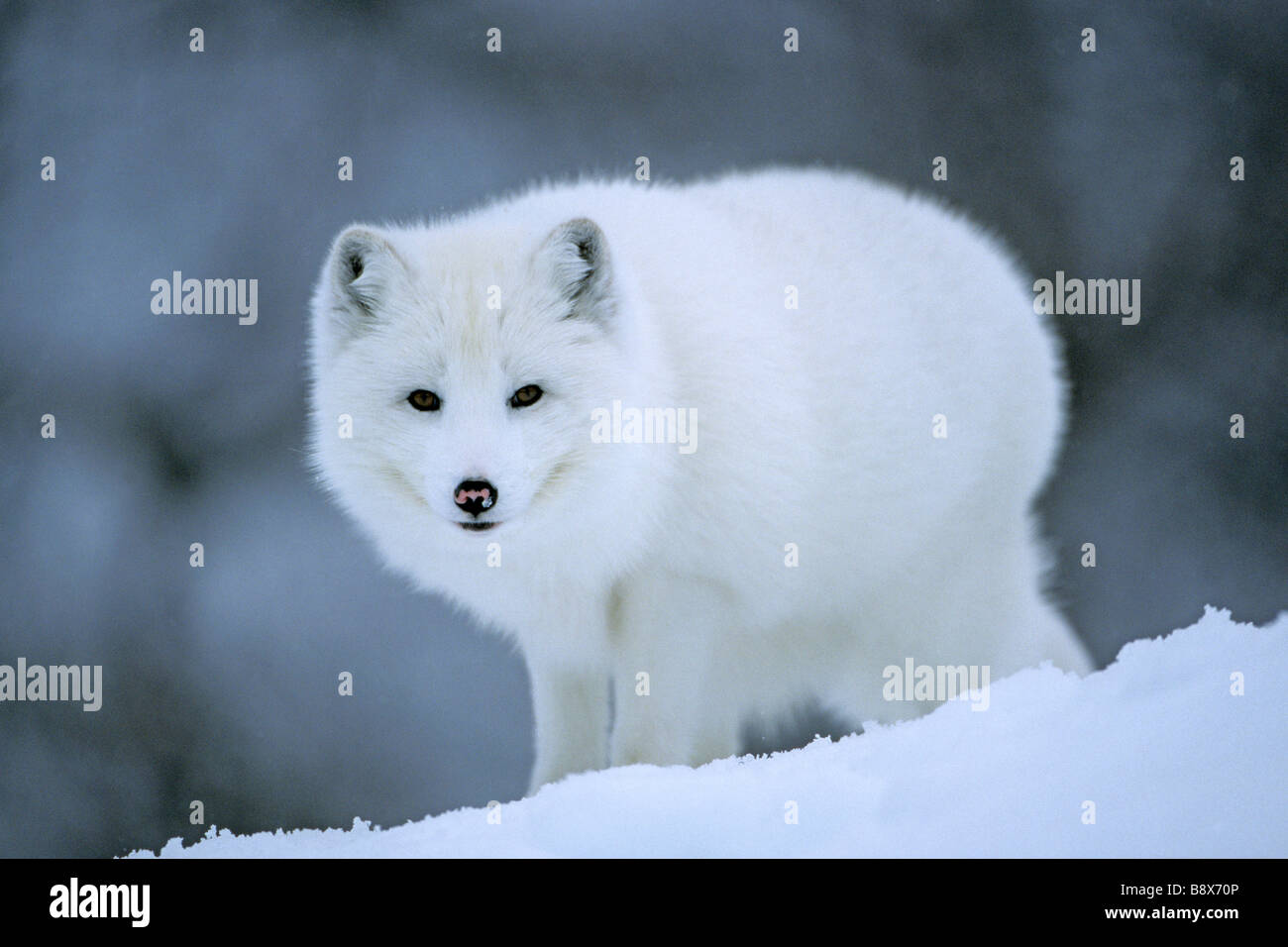 Le renard arctique (Alopex lagopus) se tenait dans la neige, Manteau d'hiver blanc Banque D'Images