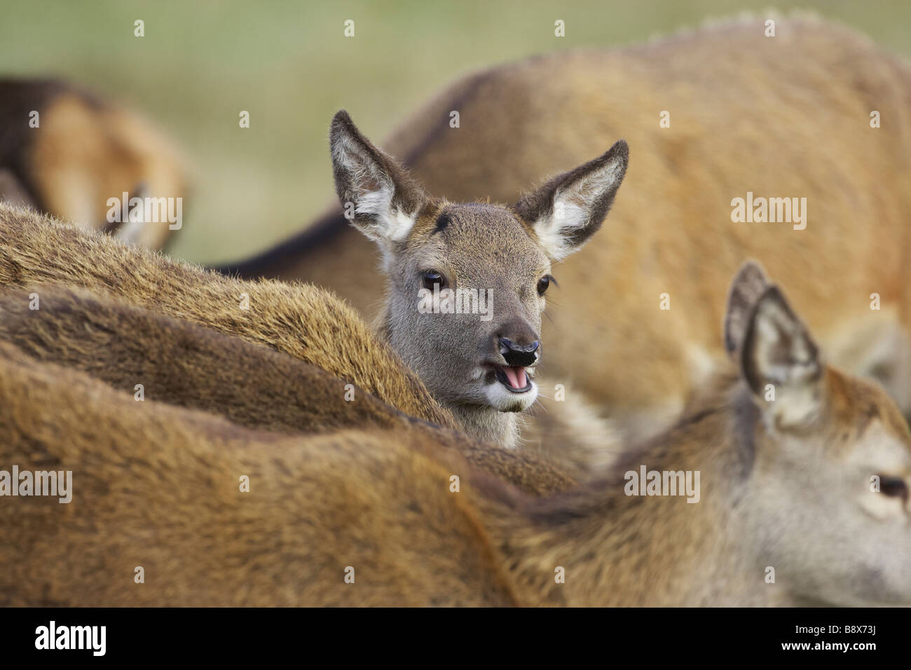 Red Deer (Cervus elaphus), dans le groupe de veaux hinds Banque D'Images