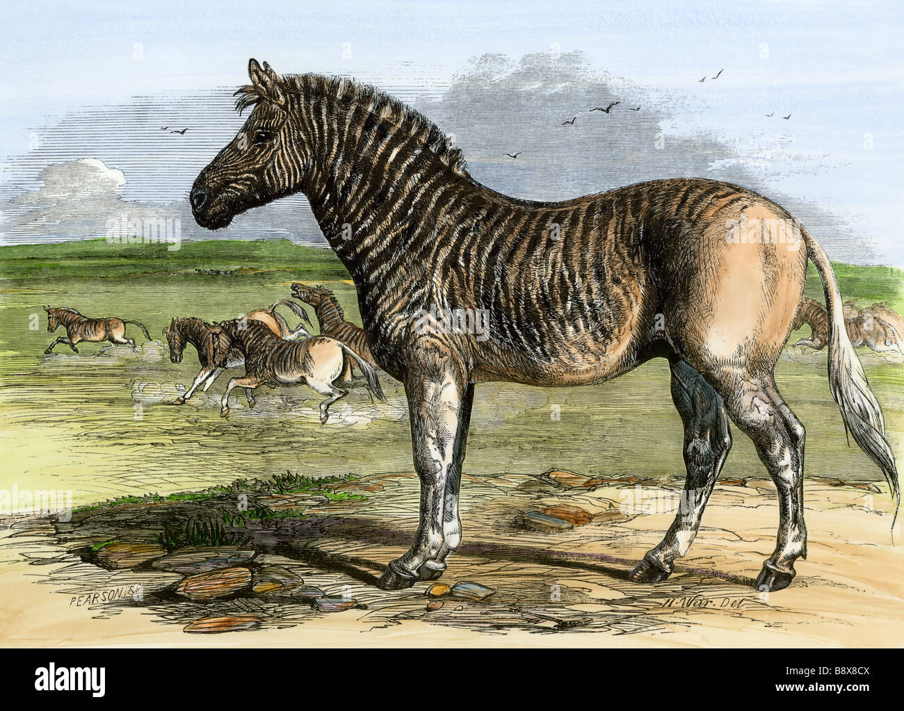 L'Afrique du Sud, Quagga maintenant disparues, au Zoo de Londres, 1850. À la main, gravure sur bois Banque D'Images