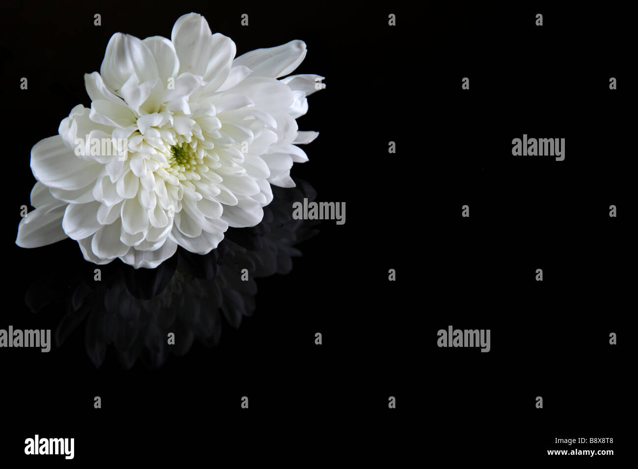 Fleur blanche sur fond noir Banque de photographies et d'images à haute  résolution - Alamy