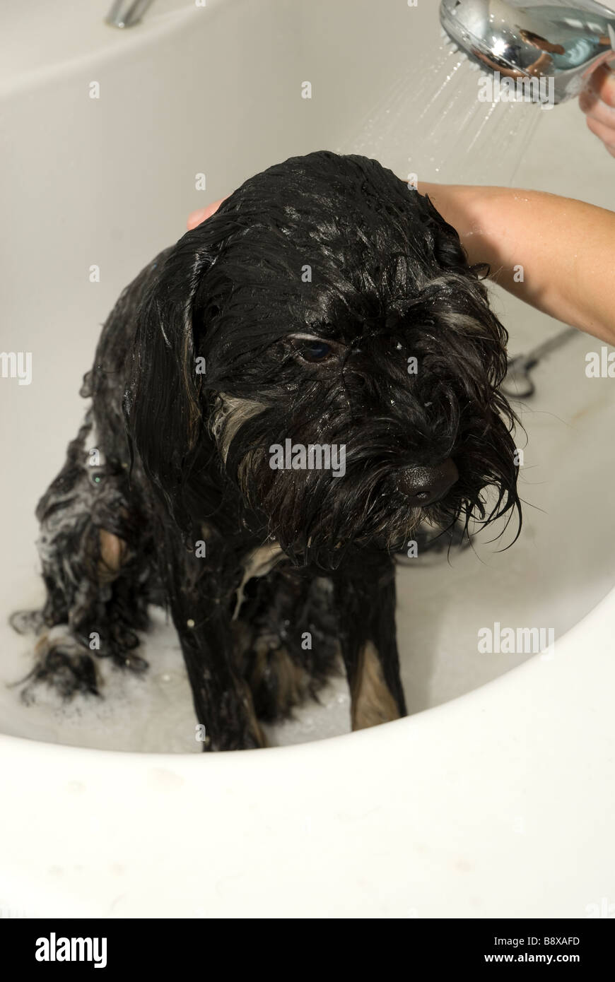 Un chien d'être baigné à l'aide d'une pomme de douche Banque D'Images