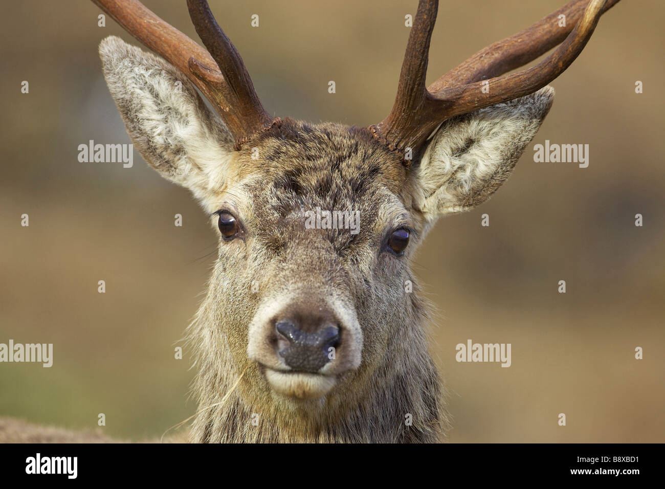 Red Deer (Cervus elaphus), Stag, close-up portrait Banque D'Images