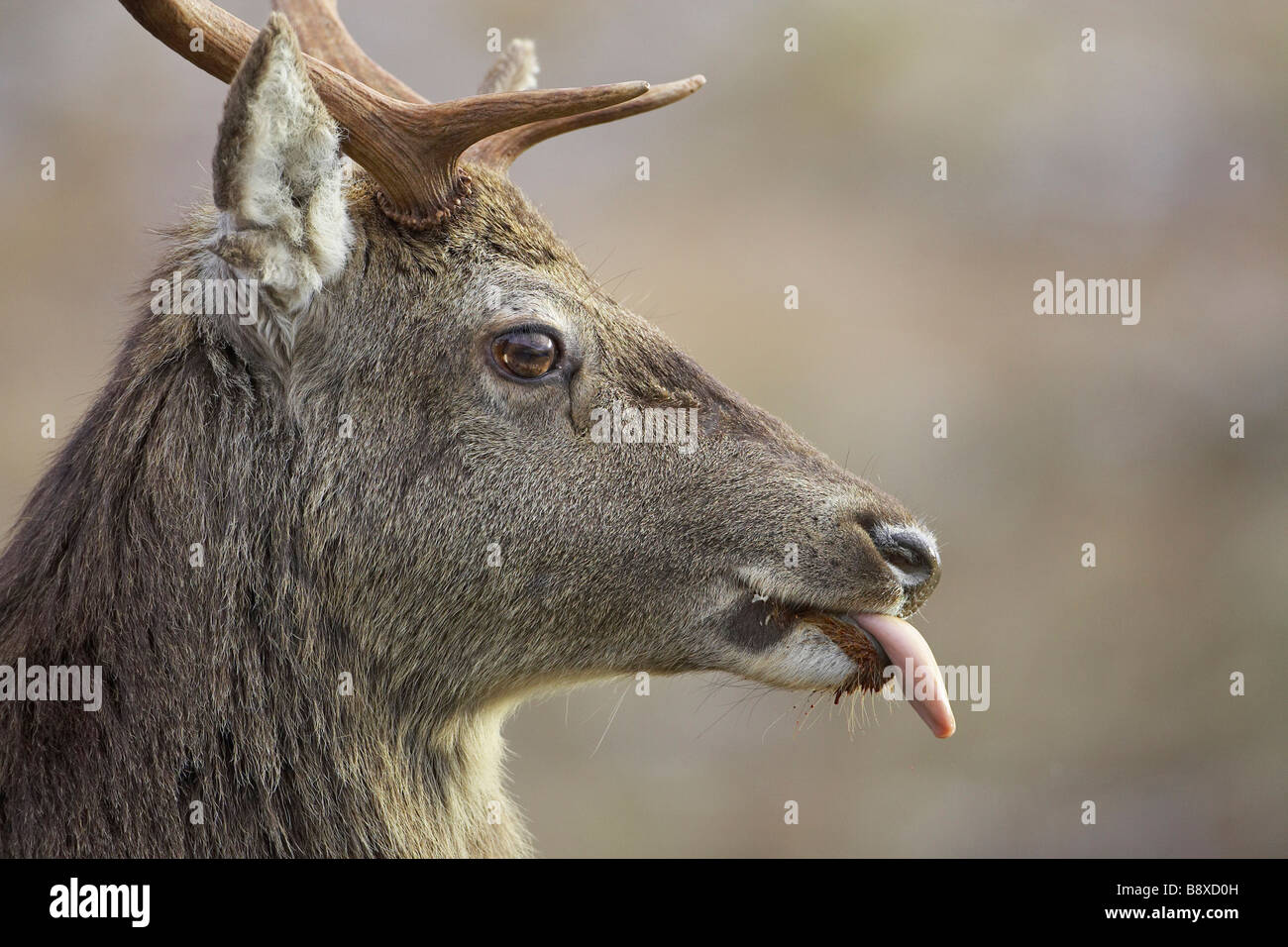 Red Deer (Cervus elaphus), Stag, close-up portrait avec langue stick out pendant la saison de rut Banque D'Images