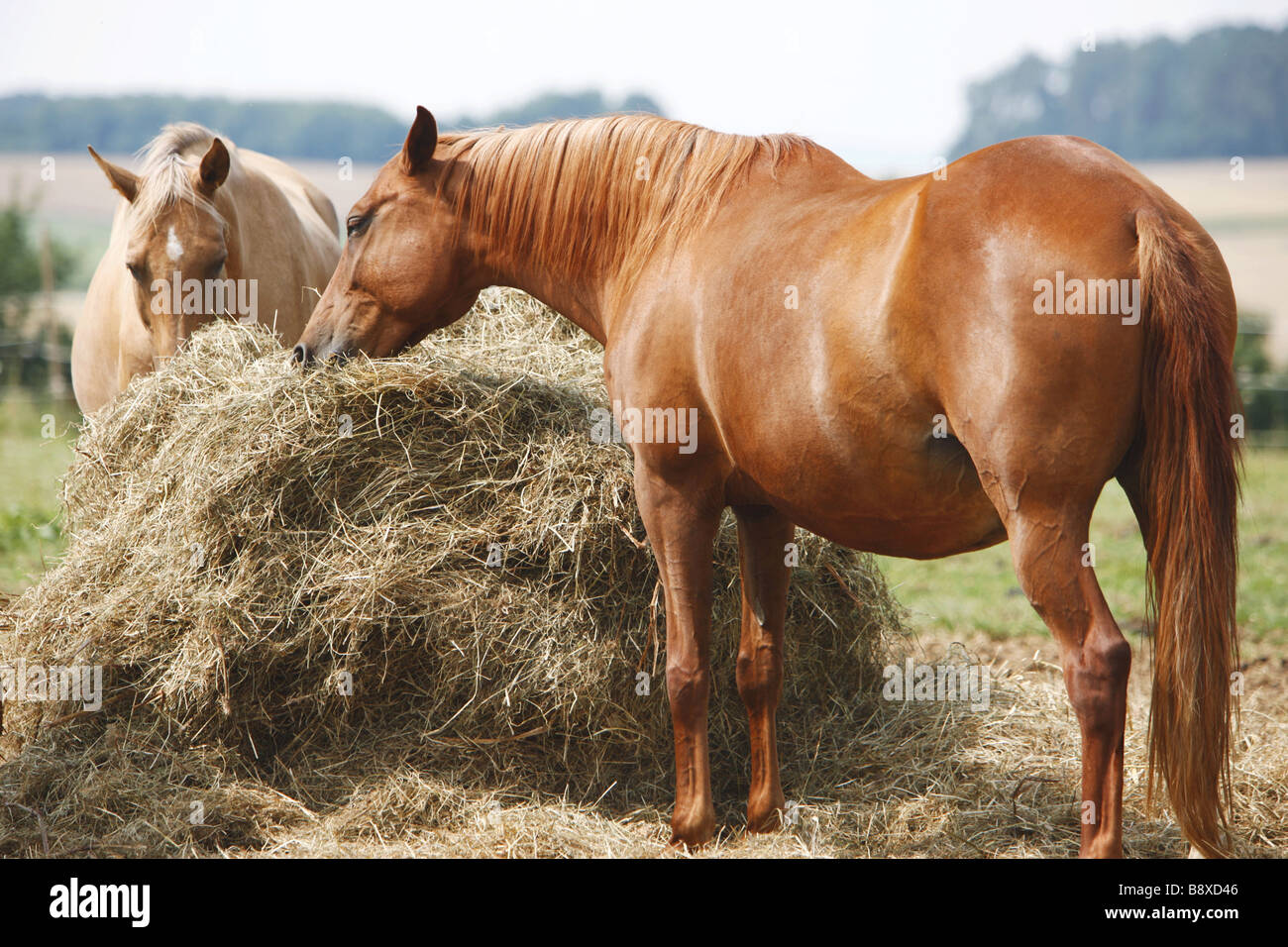 Deux chevaux - hay grignotage Arab-Barb Banque D'Images