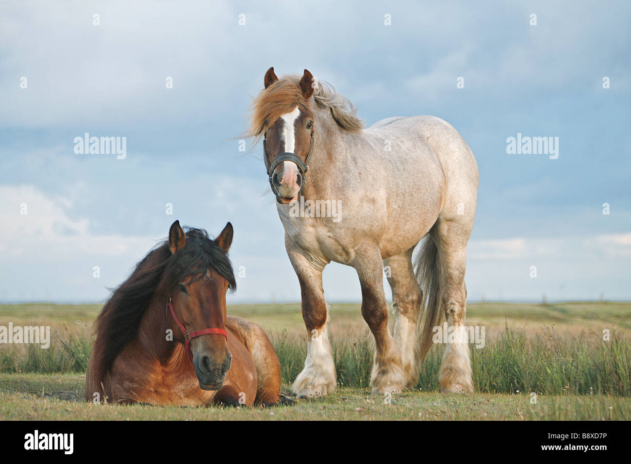 Deux chevaux lourds belge on meadow Banque D'Images