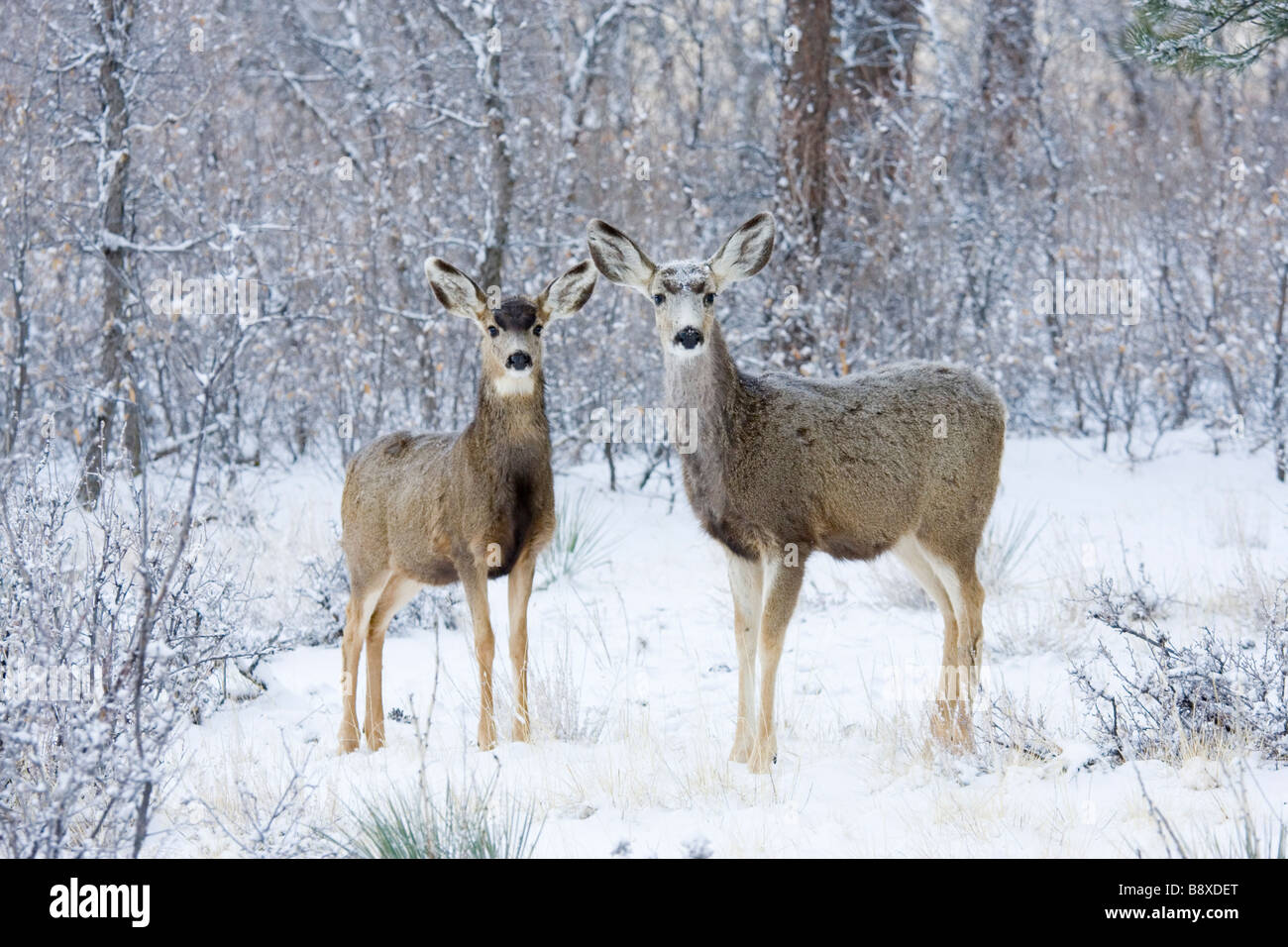 Paire de Mule Deer Doe Banque D'Images