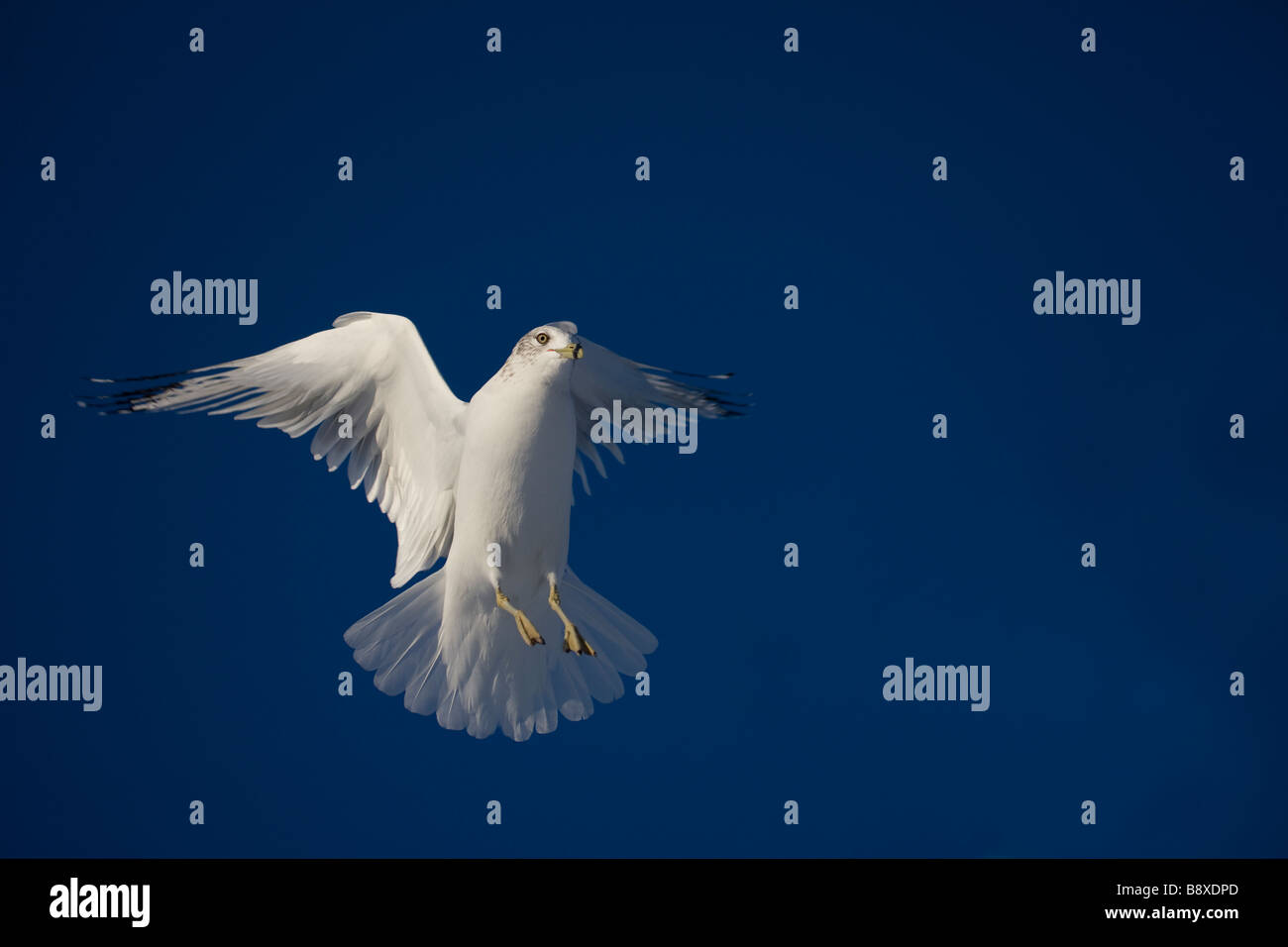 Goéland railleur Larus delawarensis Ring planeur New York USA Banque D'Images