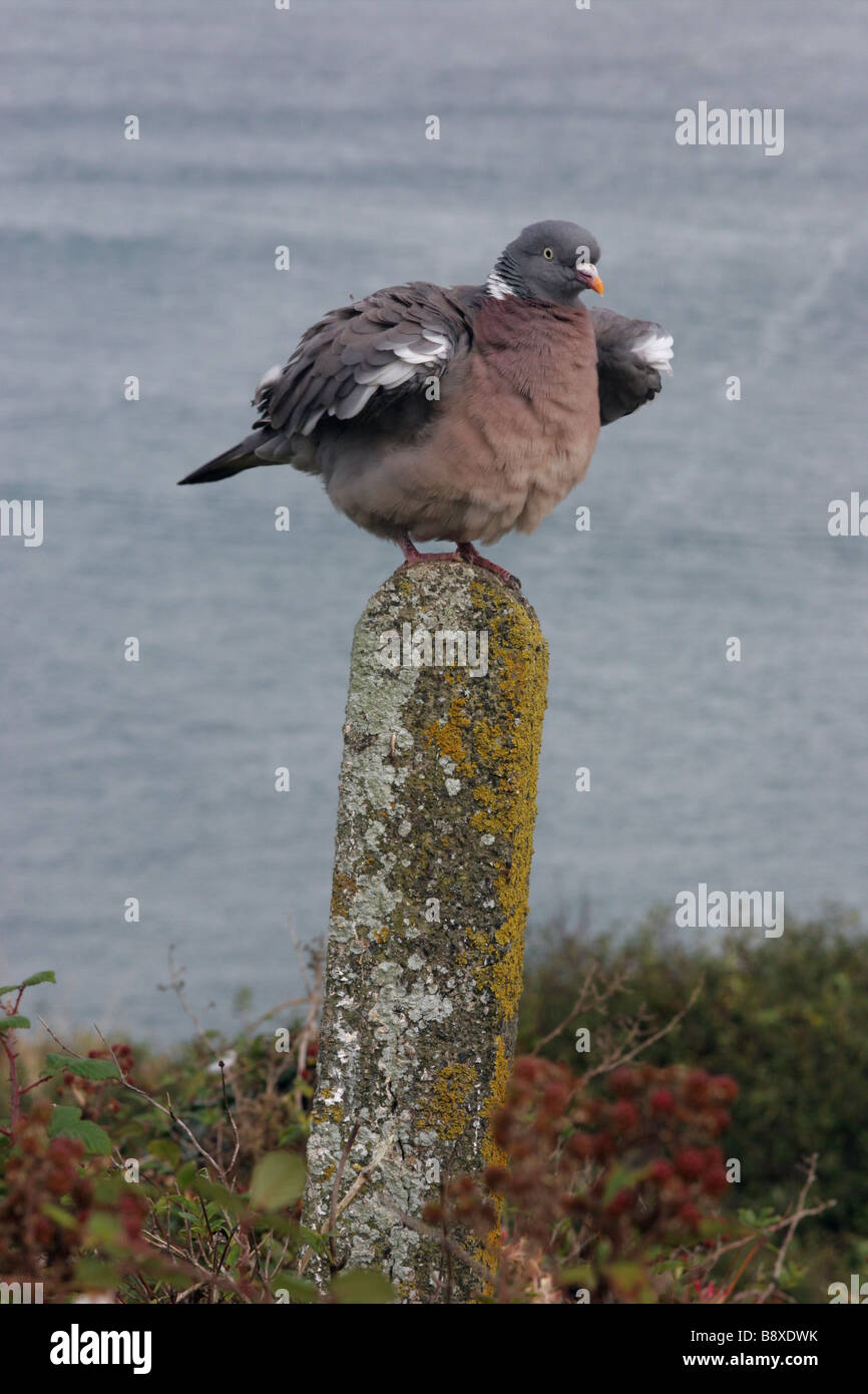 Pigeon ramier Columba palumbus secouant ses plumes UK Banque D'Images