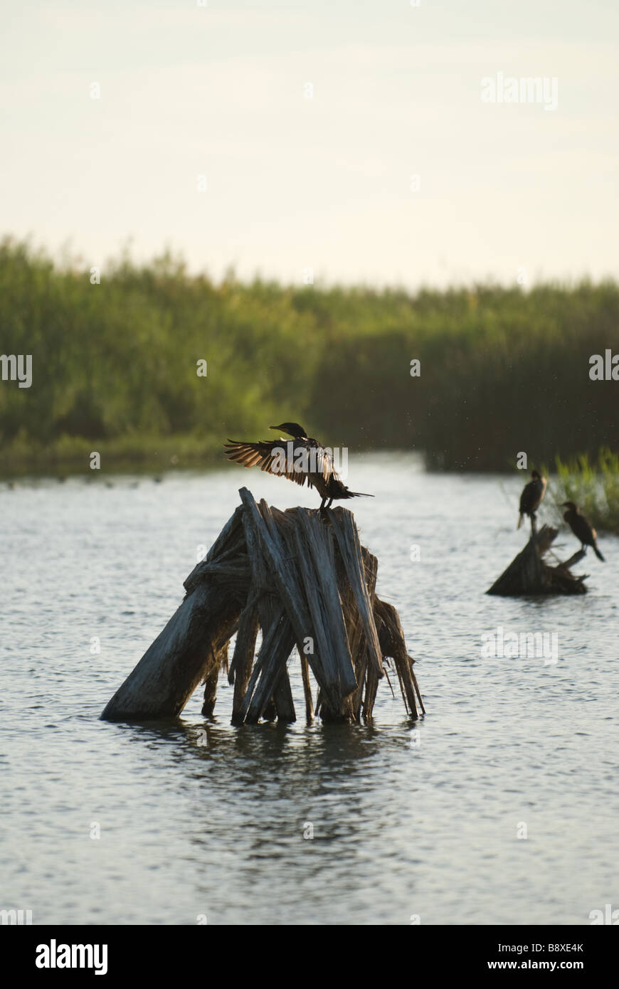 Un oiseau bat des ailes dans l'estuaire de San José del Cabo, Mexique. Banque D'Images