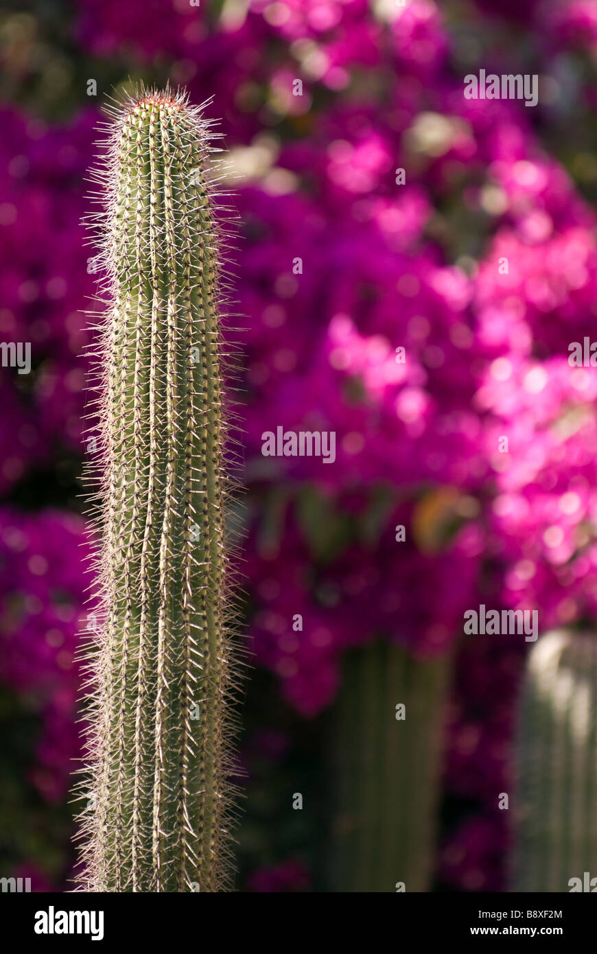 Une scène de printemps à Todos Santos, Mexique. Banque D'Images