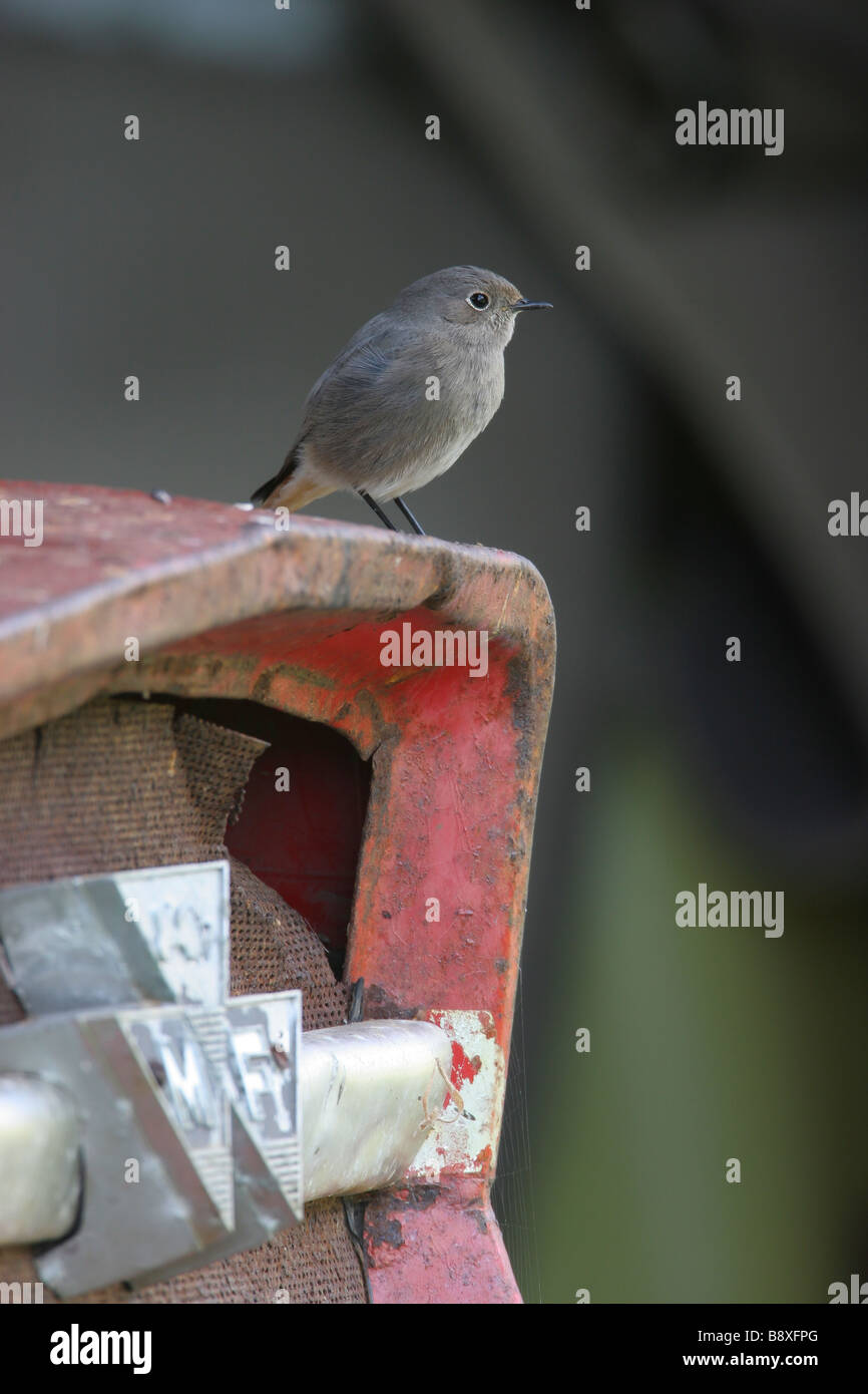 Rougequeue noir Phoenicurus ochruros migrants assis sur le tracteur Massey Fergusson en basse-cour, Îles Scilly, Angleterre. Banque D'Images