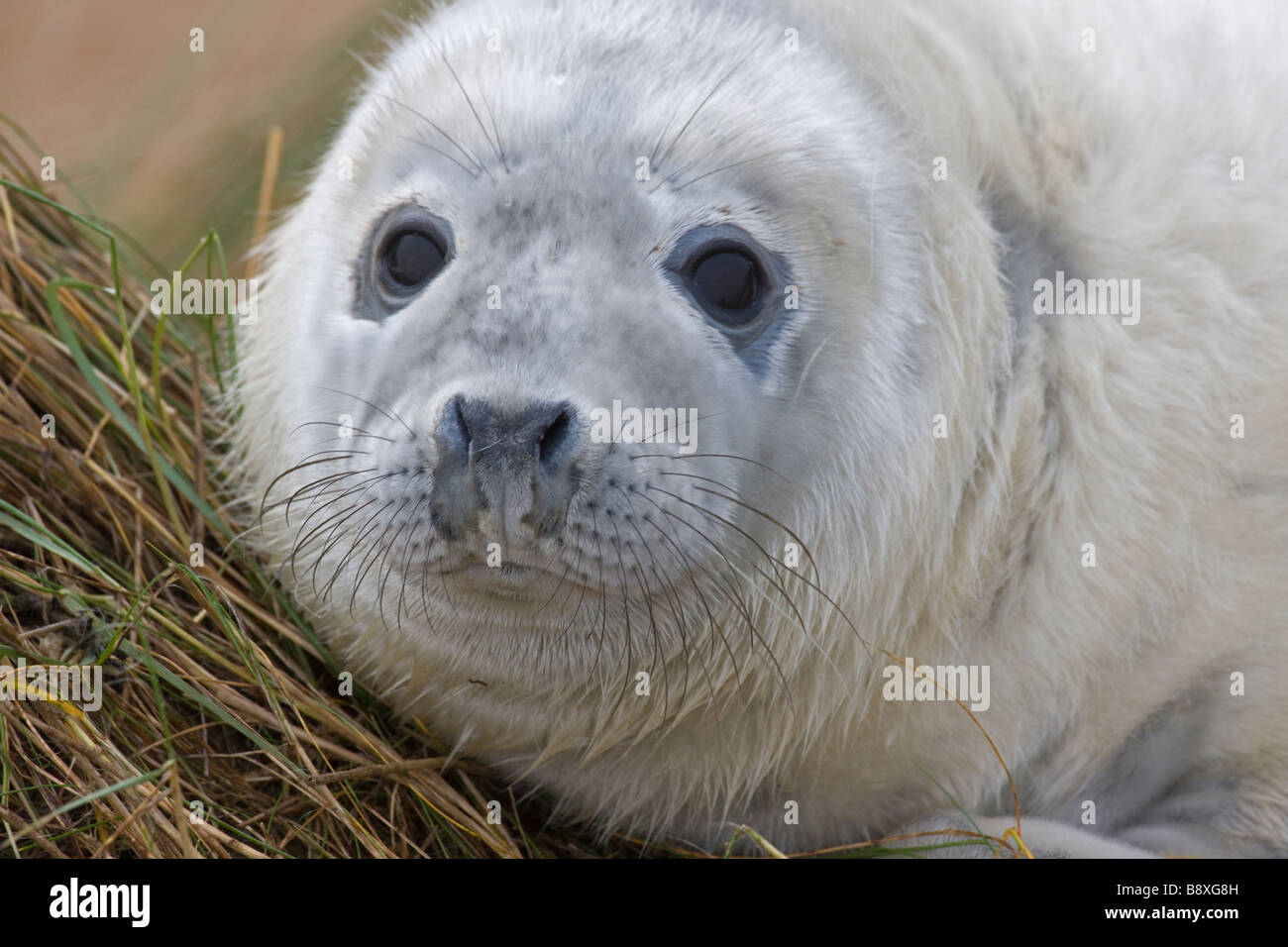 Phoque gris (Halichoerus grypus) Petit portrait - UK Banque D'Images