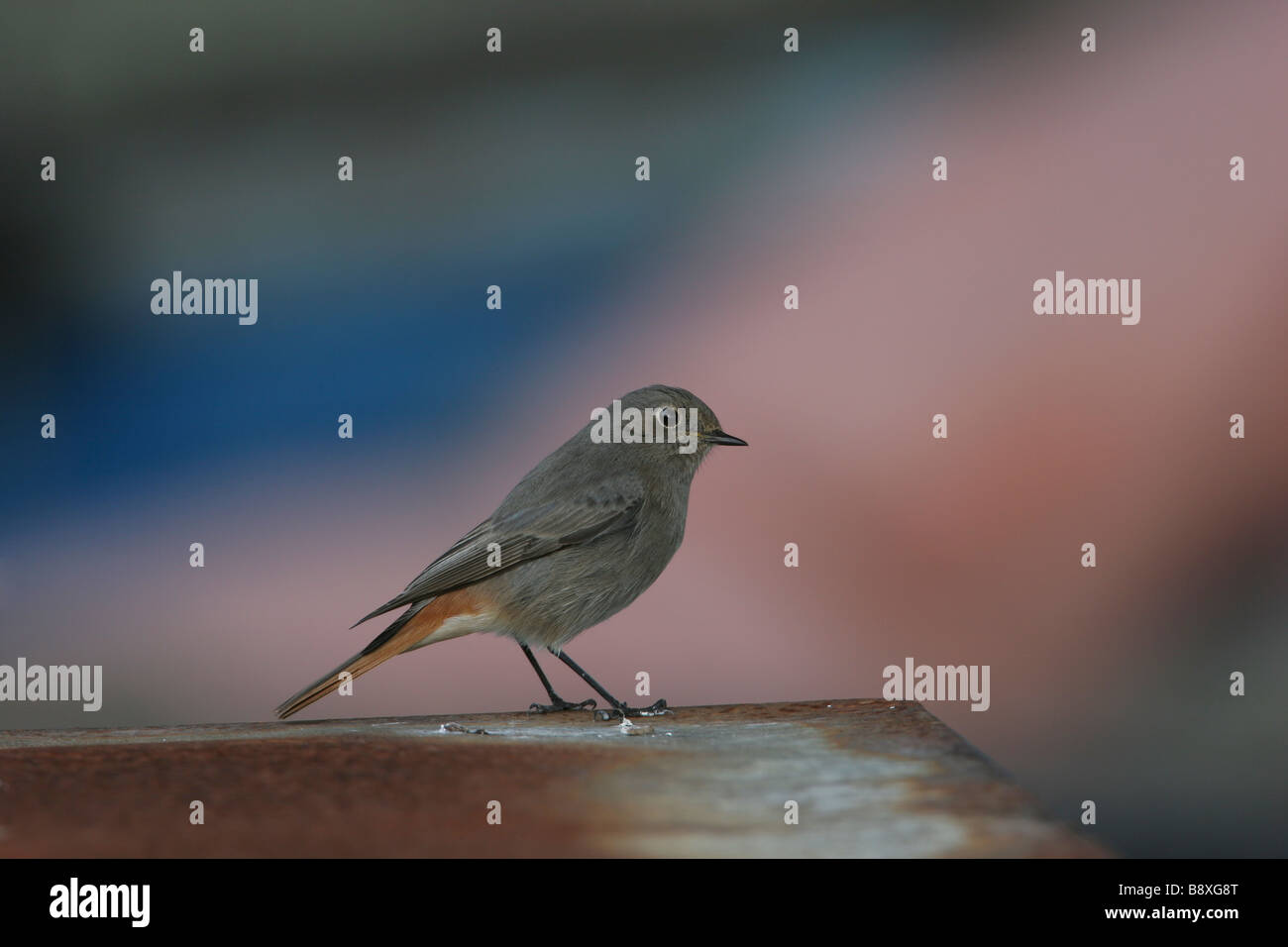 Rougequeue noir Phoenicurus ochruros migrants assis sur rusty metal box avec fond coloré, Îles Scilly, Angleterre. Banque D'Images