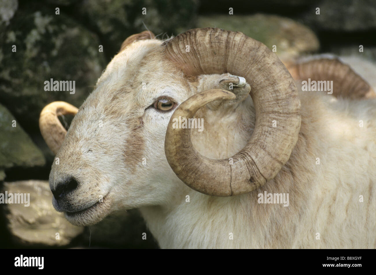 Fermer la vue d'un chef d'un Welsh Mountain Sheep sur l'Hafod Y Llançà estate dans le Snowdonia Banque D'Images