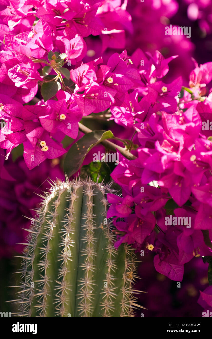Une scène de printemps à Todos Santos, Mexique. Banque D'Images