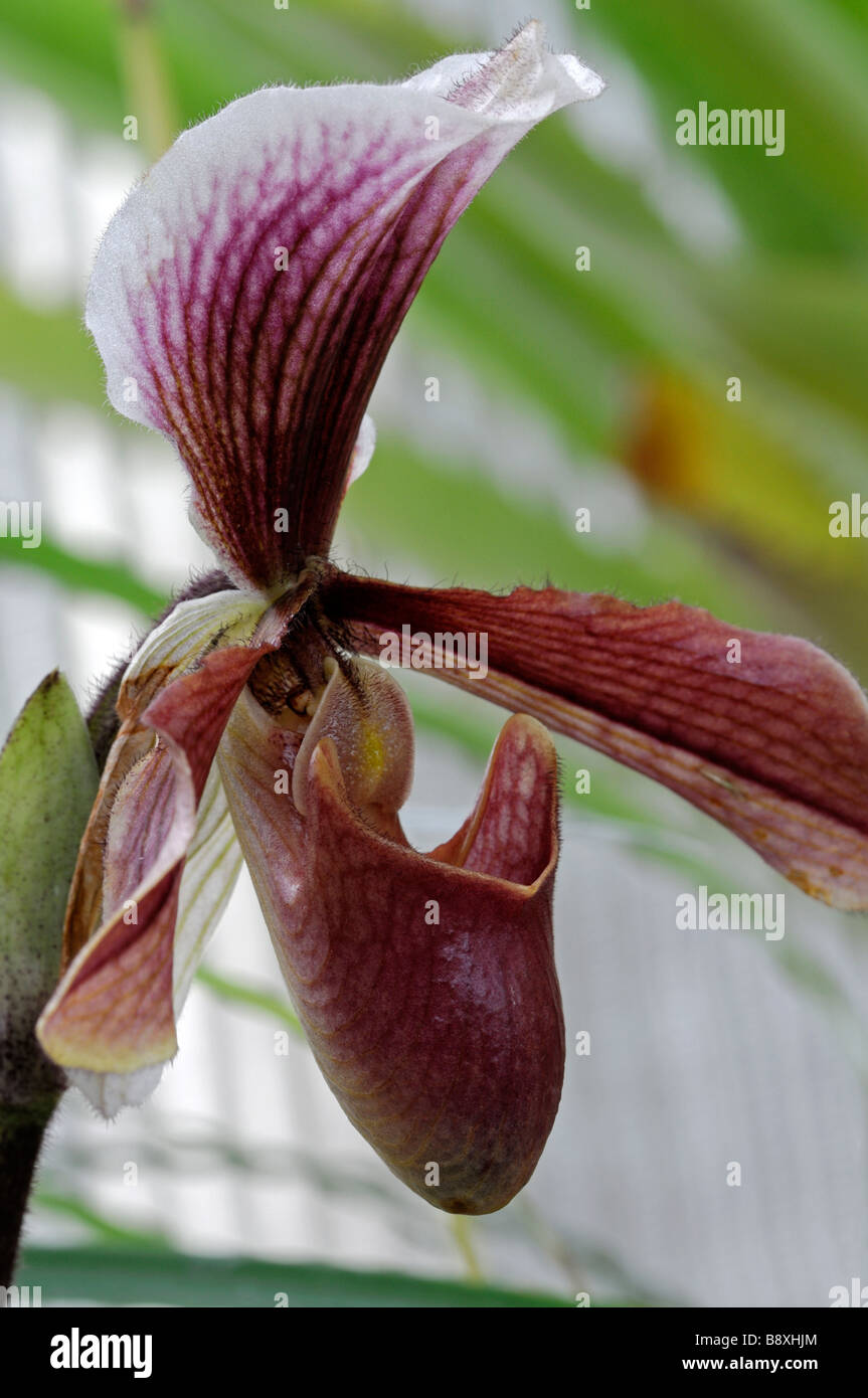 Paphiopedilum king Arthur alex seul pink flower à rayures aussi connu sous le nom de ladys slipper orchid paph ou paph orchidées Banque D'Images Paphiopedilum king Arthur alex seul pink flower à rayures aussi connu sous le nom de ladys slipper orchid paph ou paph orchidées Banque D'Images