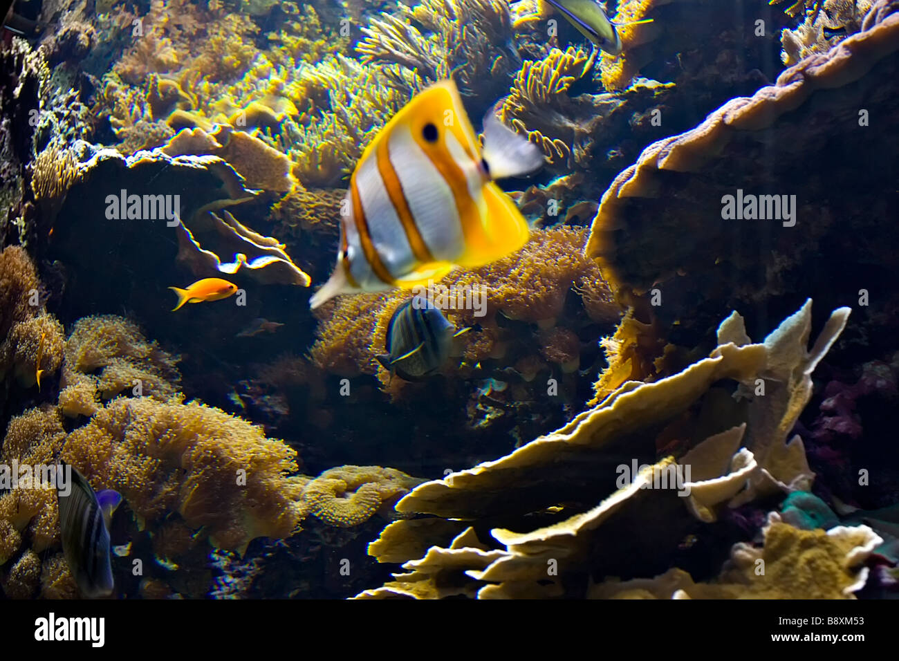 Poissons clowns parmi des plantes et des coraux Banque D'Images