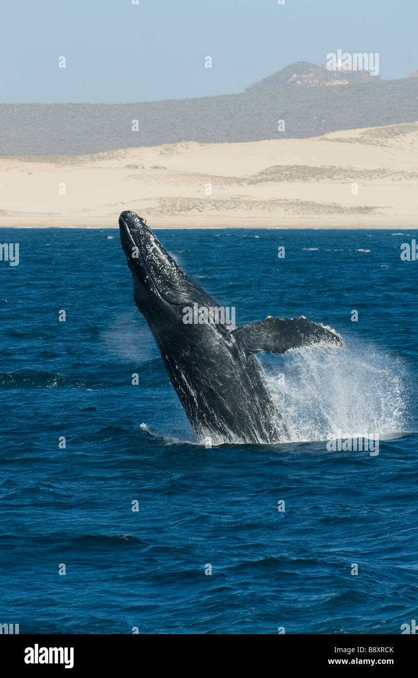 Baleine à bosse (Megaptera novaeangliae) enfreindre, la côte du Pacifique, Cabo San Lucas, Baja California, Mexique Banque D'Images