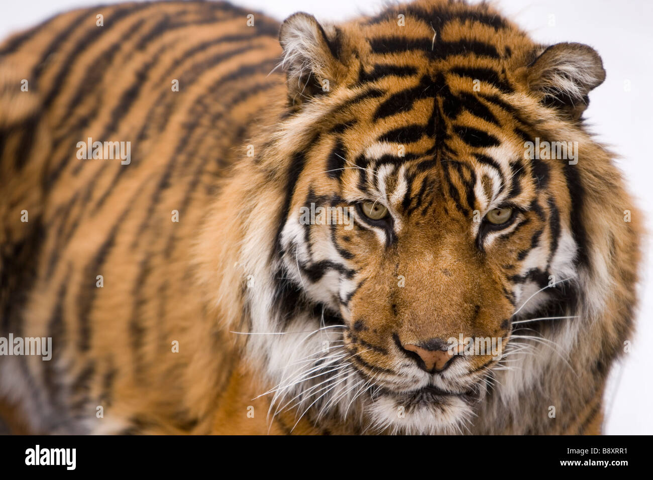 Tigre de Sumatra Panthera tigris sumatrae Banque D'Images