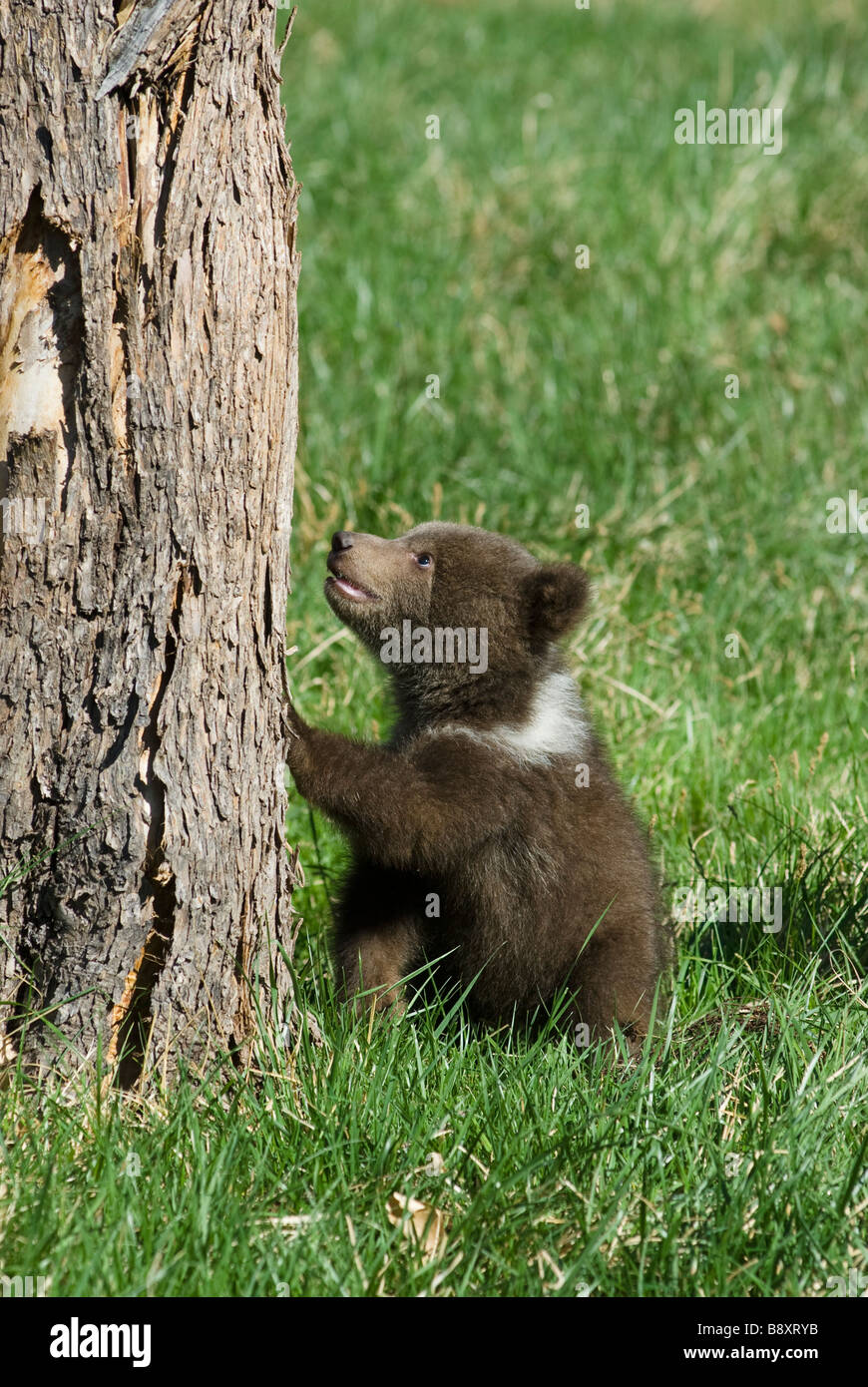 Grizzly Bear cub ursus horribilis contre l'arbre des conditions contrôlées Banque D'Images