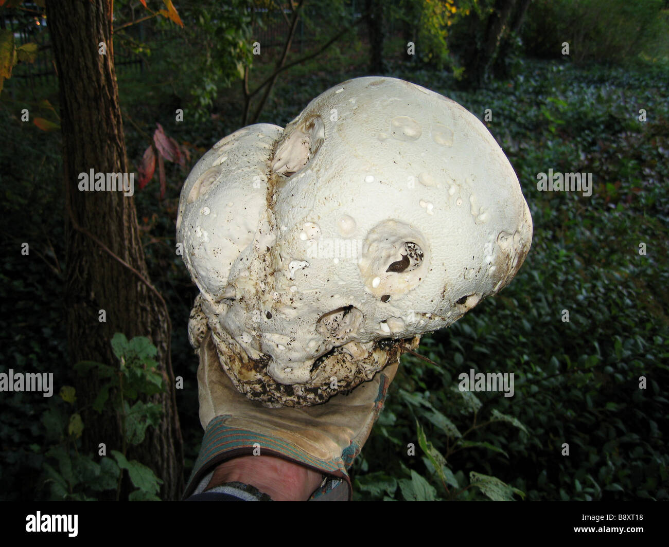 Un jardinier tient un grand champignon comestible calvatia gigantea montrant des dommages causés par les insectes. Aussi connu sous le nom de champignon géant, il a été trouvé dans un parc de Toronto Banque D'Images
