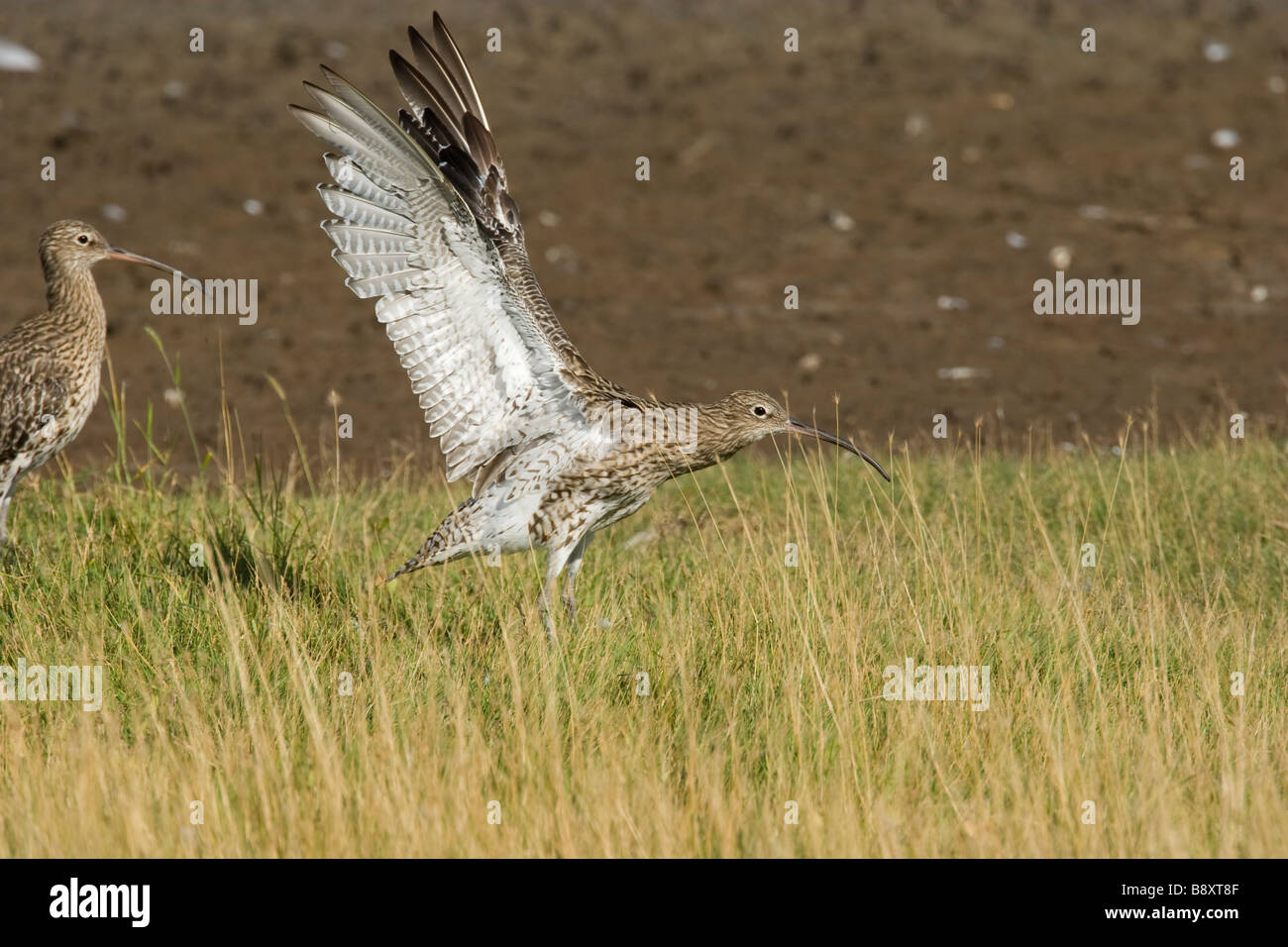 Courlis cendré Numenius arquata wing-stretching sur terrain herbeux, Worcestershire, Angleterre. Banque D'Images