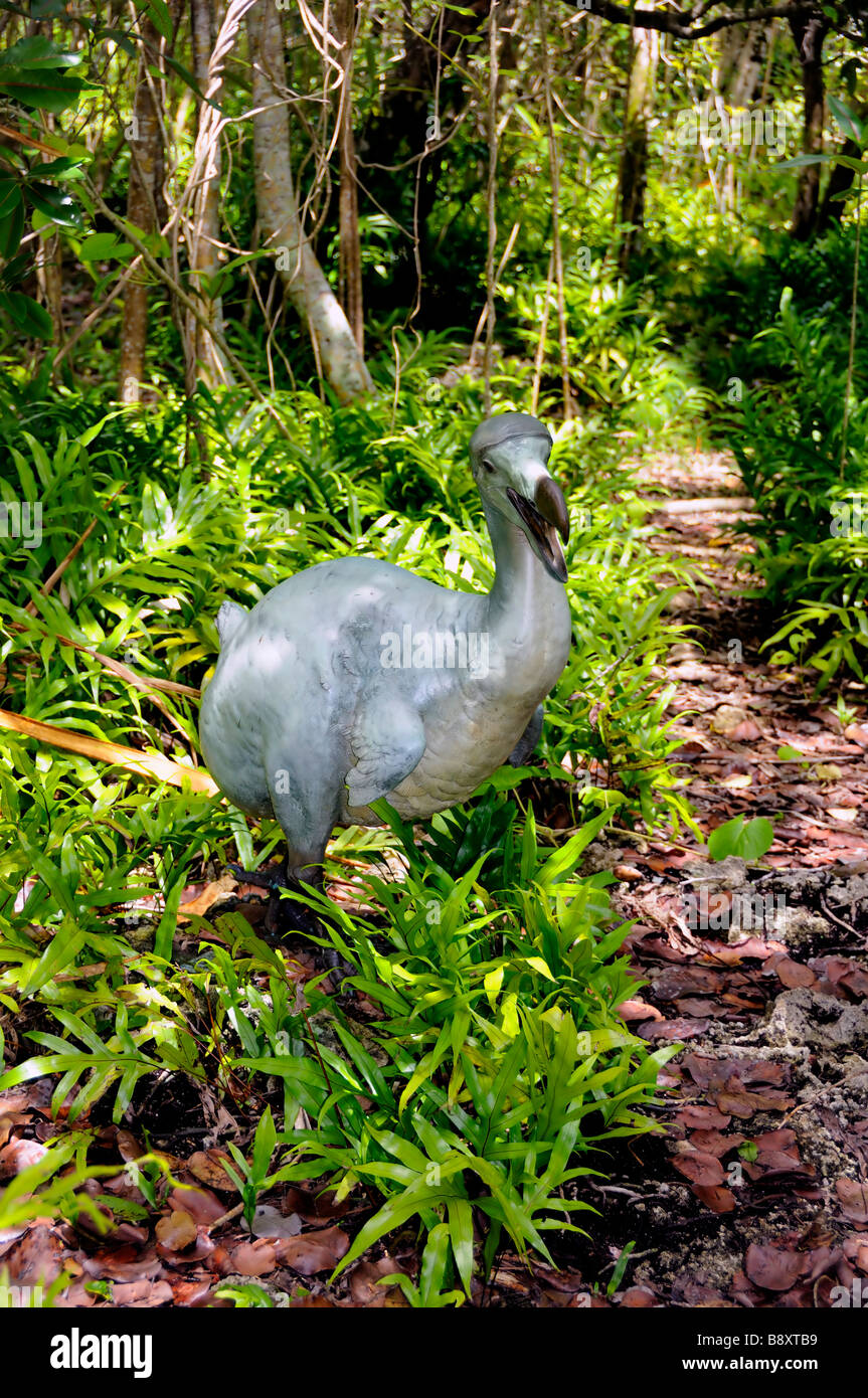 Dronte Raphus cucullatus, Ile aux Aigrettes, réserve naturelle de l'île Maurice Banque D'Images