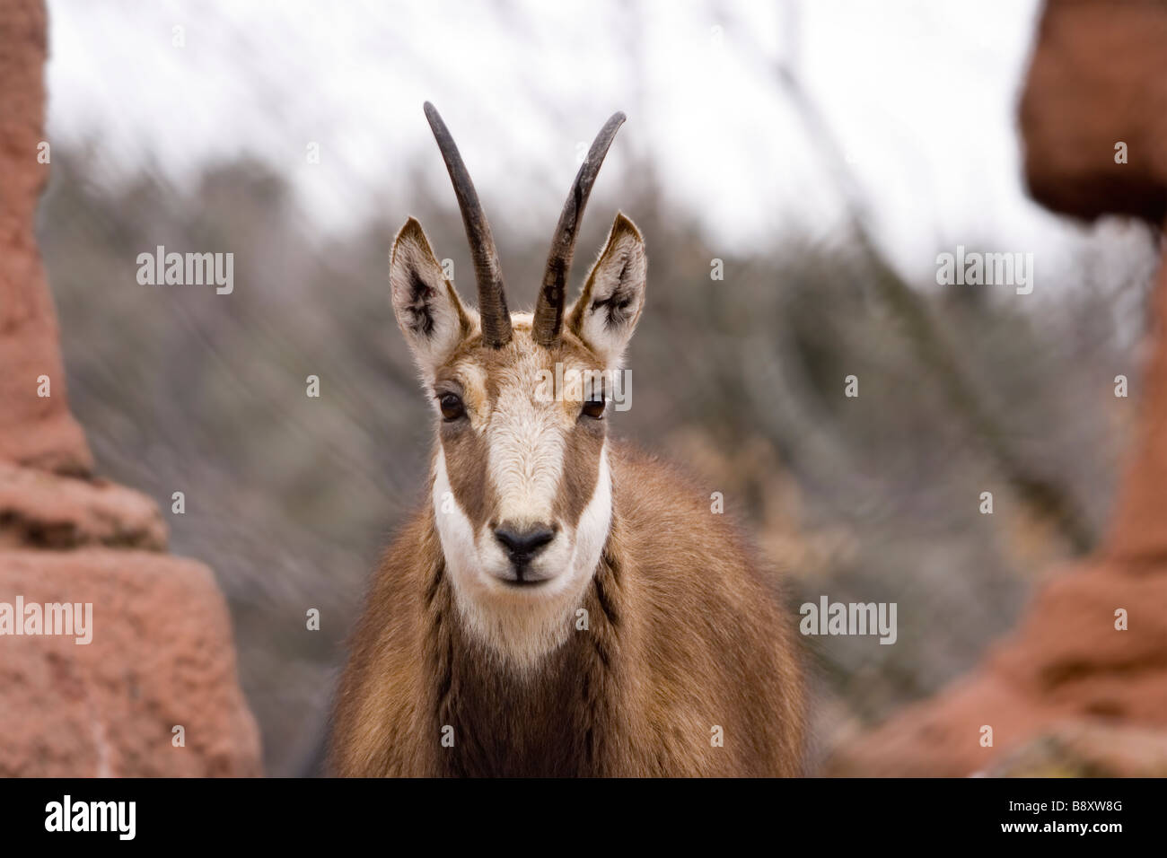 Le chamois (Rupicapra rupicapra ) Banque D'Images