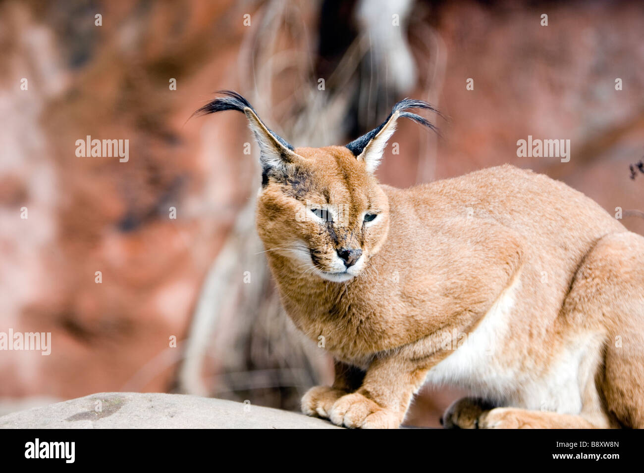 Le caracal Caracal caracal aussi appelé Lynx de Perse ou de l'Afrique Lynx est un chat de taille moyenne territoriale féroce Banque D'Images