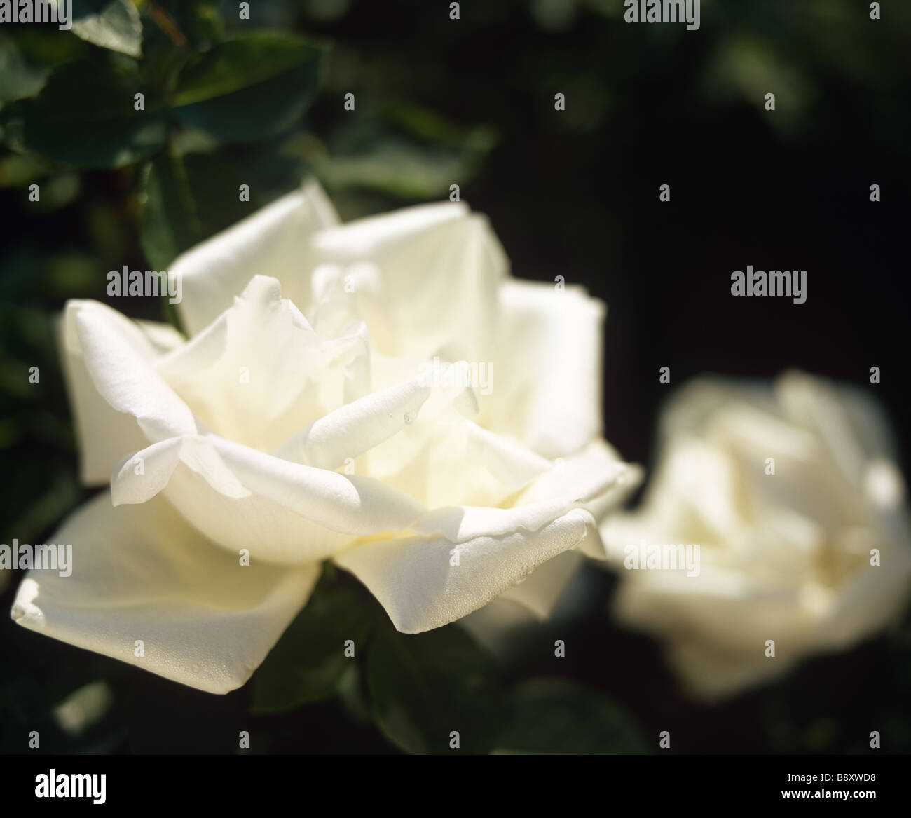 Un détail d'une rose blanche - 'Frau Karl Druschki' à Mottisfont Abbey. Banque D'Images