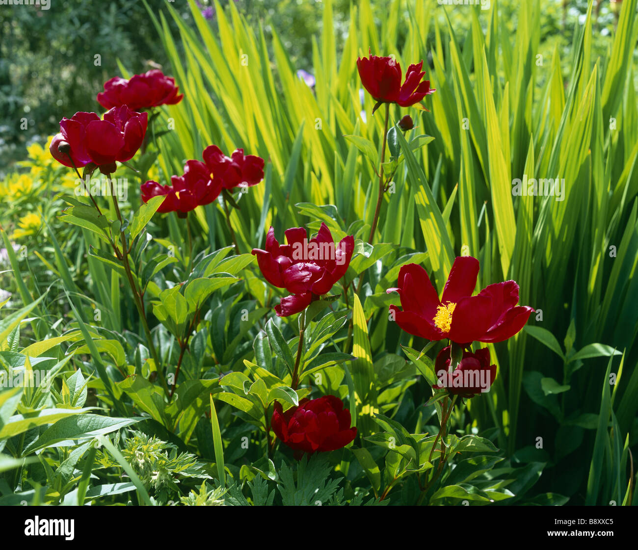 Les Pivoines rouge vif dans le jardin à la maison de Rodmell Moine East Sussex le pays accueil de Virginia Woolf Banque D'Images