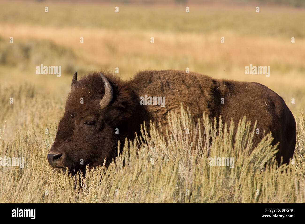 Lone, un bison, bison dans le domaine des pâturages. À Lamar Valley, le Parc National de Yellowstone, Wyoming, USA Banque D'Images