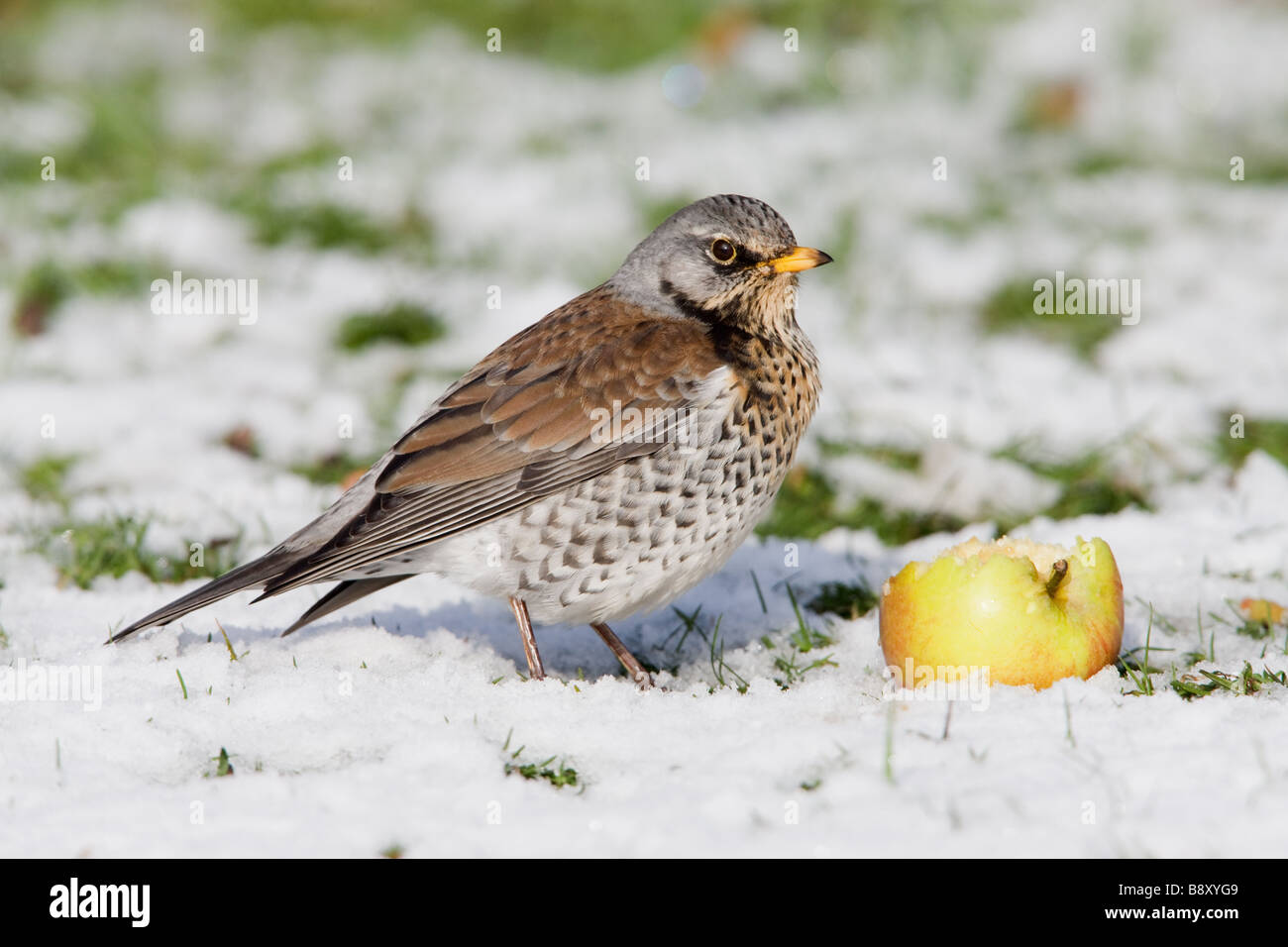 Turdus Fieldfare adultes f sur le terrain qui se nourrit d'une pomme tombée dans la neige Banque D'Images
