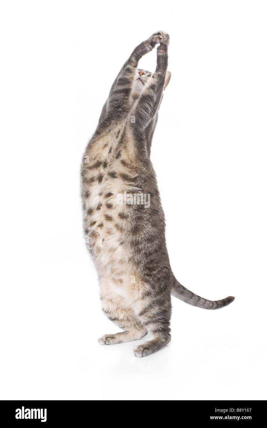 Chat tigré obèse ludique isolé sur fond blanc Banque D'Images