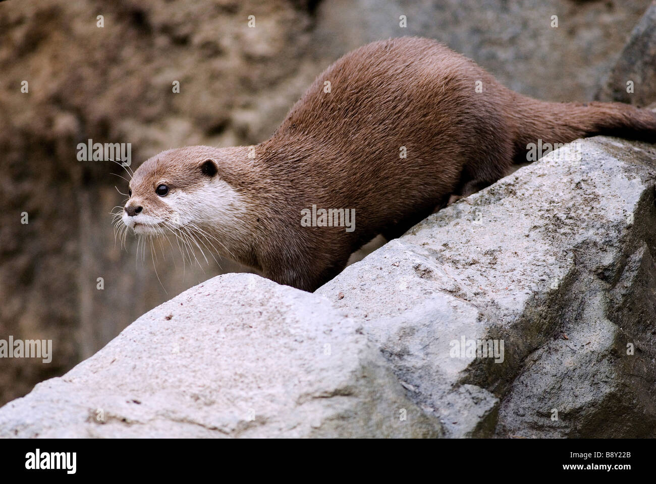 Short-Clawed Oriental otter (Aonyx cinerea) sur un rocher Banque D'Images