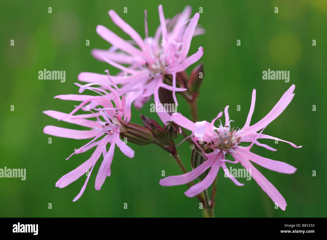Fleurs de Ragged Robin (Lynchnis flos-cuculi). Powys, Pays de Galles. Banque D'Images