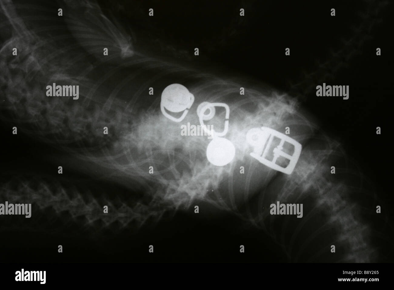 Une radiographie d'un python après avoir consommé un chat domestique portant un collier Banque D'Images