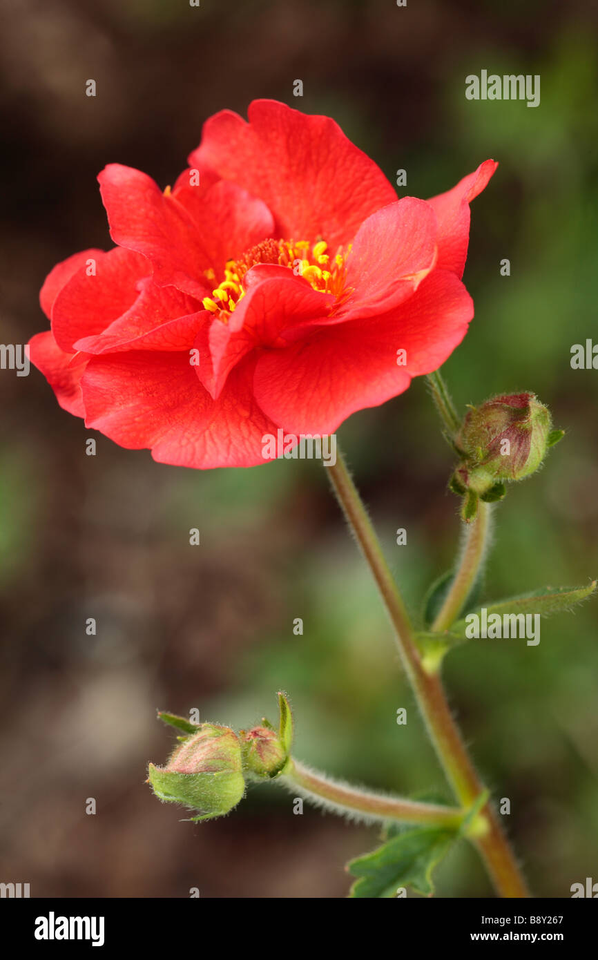 Fleur de Geum chiloense 'Mrs Bradshaw'. Plante de jardin. Banque D'Images