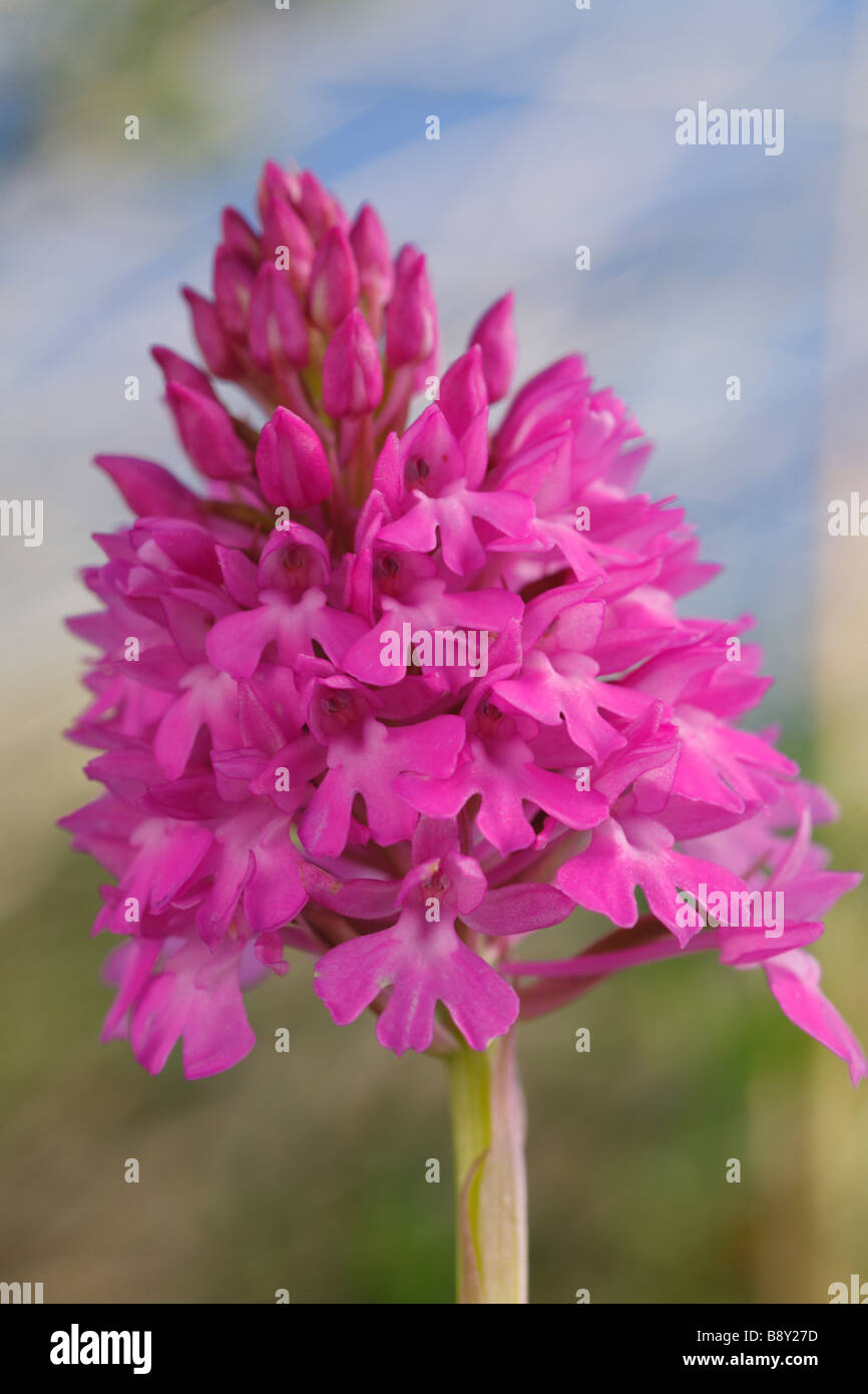 Fleur d'Orchidée pyramidale (Anacamptis pyramidalis). Ynys Las National Nature Reserve, Ceredigion, pays de Galles. Banque D'Images