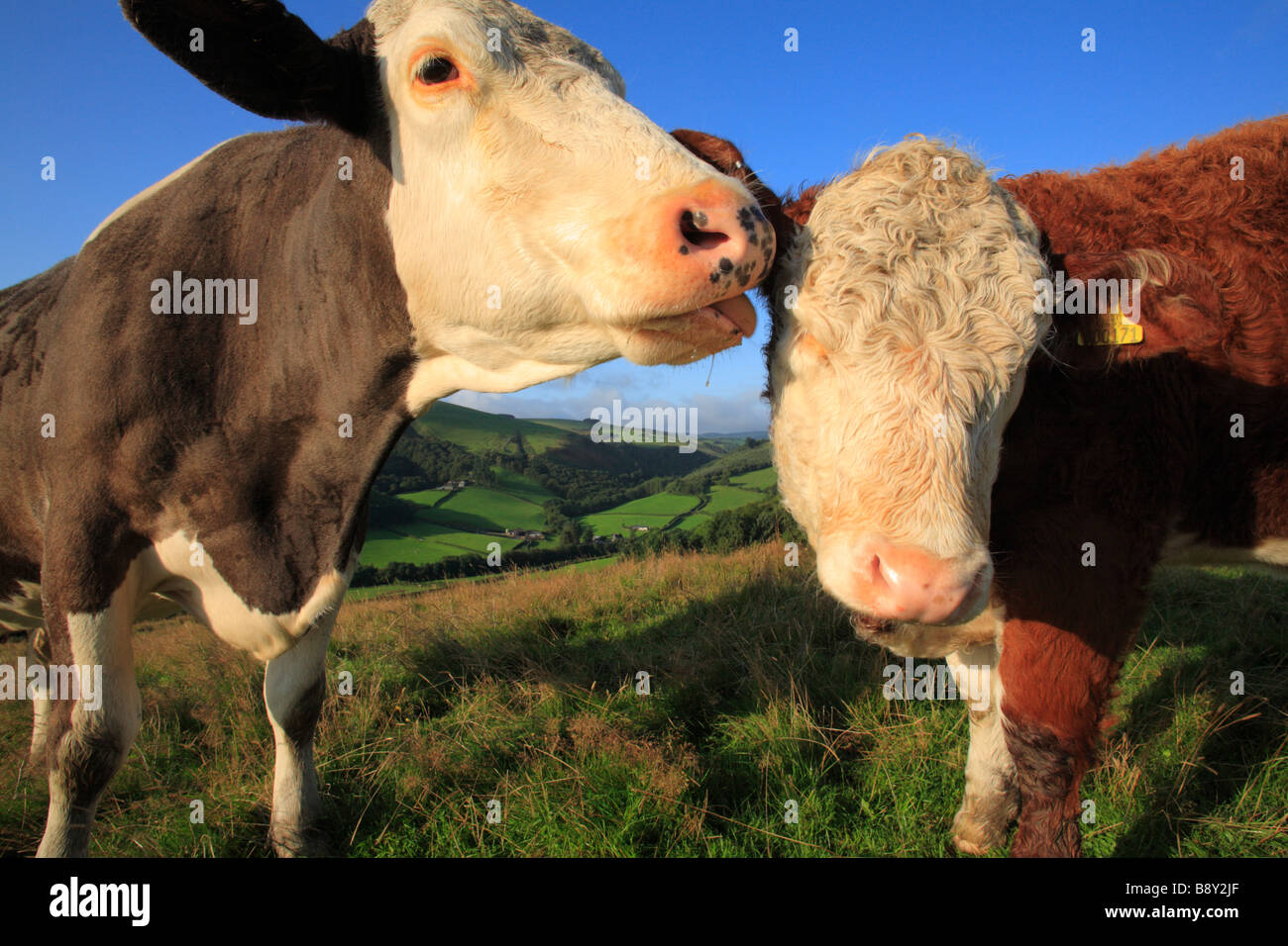 Vache Simmental léchant sa croix Hereford mollet. Sur une ferme biologique. Powys, Pays de Galles, Royaume-Uni. Banque D'Images