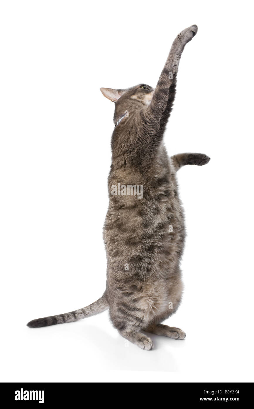 Chat tigré obèse ludique isolé sur fond blanc Banque D'Images