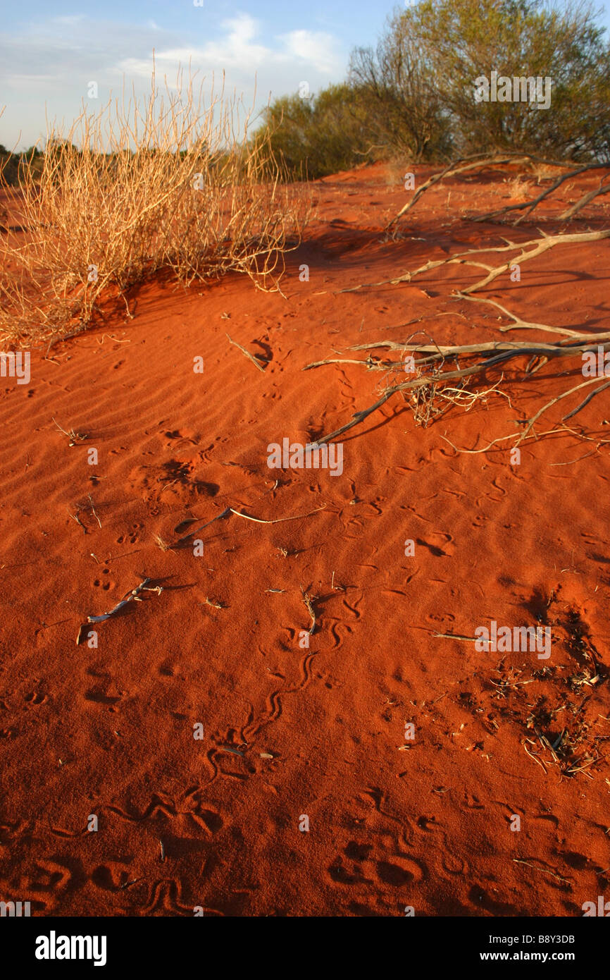 De nombreuses traces d'animaux dans le sable du désert rouge près de Roxby Downs, l'Australie du Sud Banque D'Images