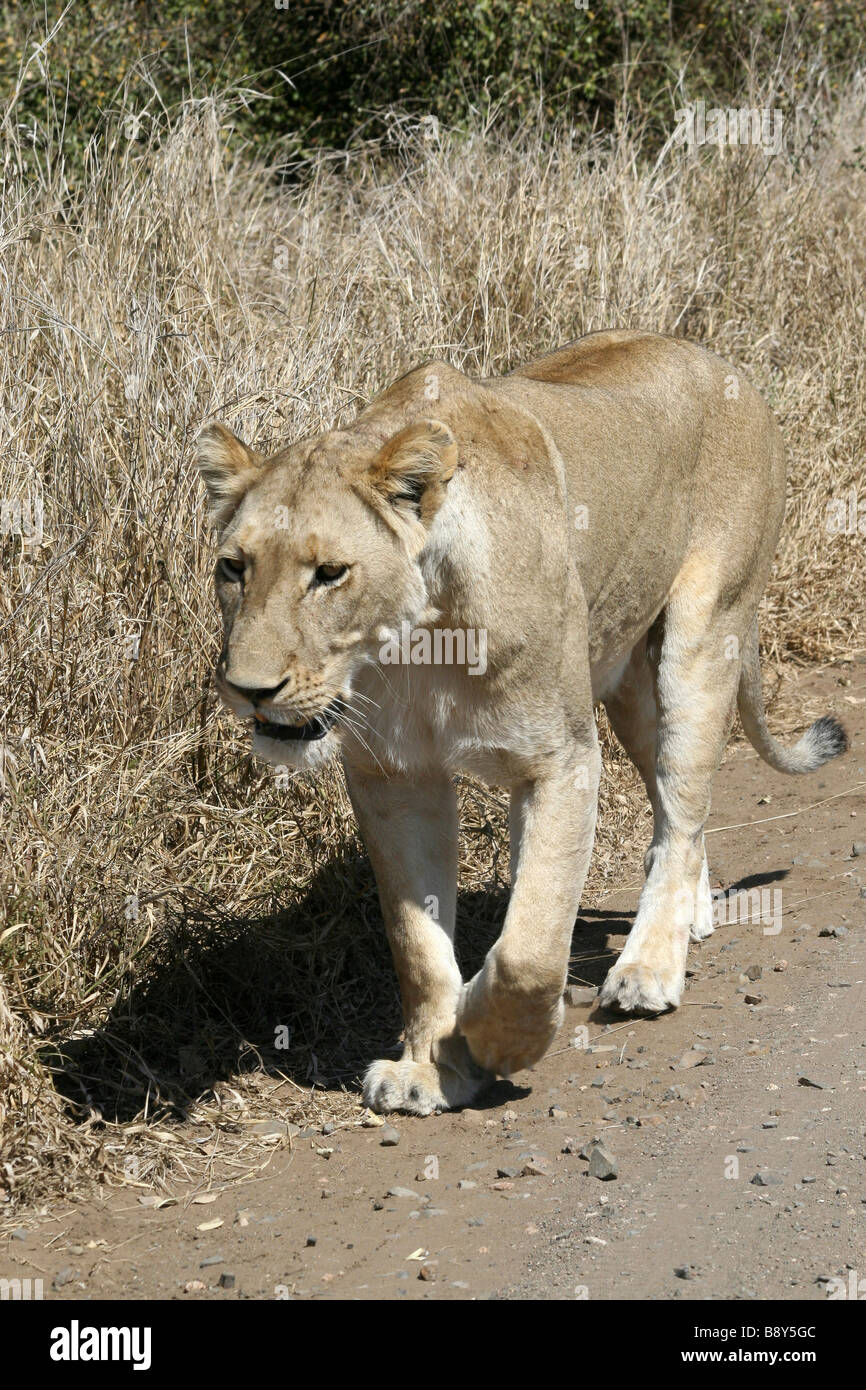 Panthera leo krugeri Afrique Lionne marchant le long de la voie dans le parc national Kruger en Afrique du Sud Banque D'Images