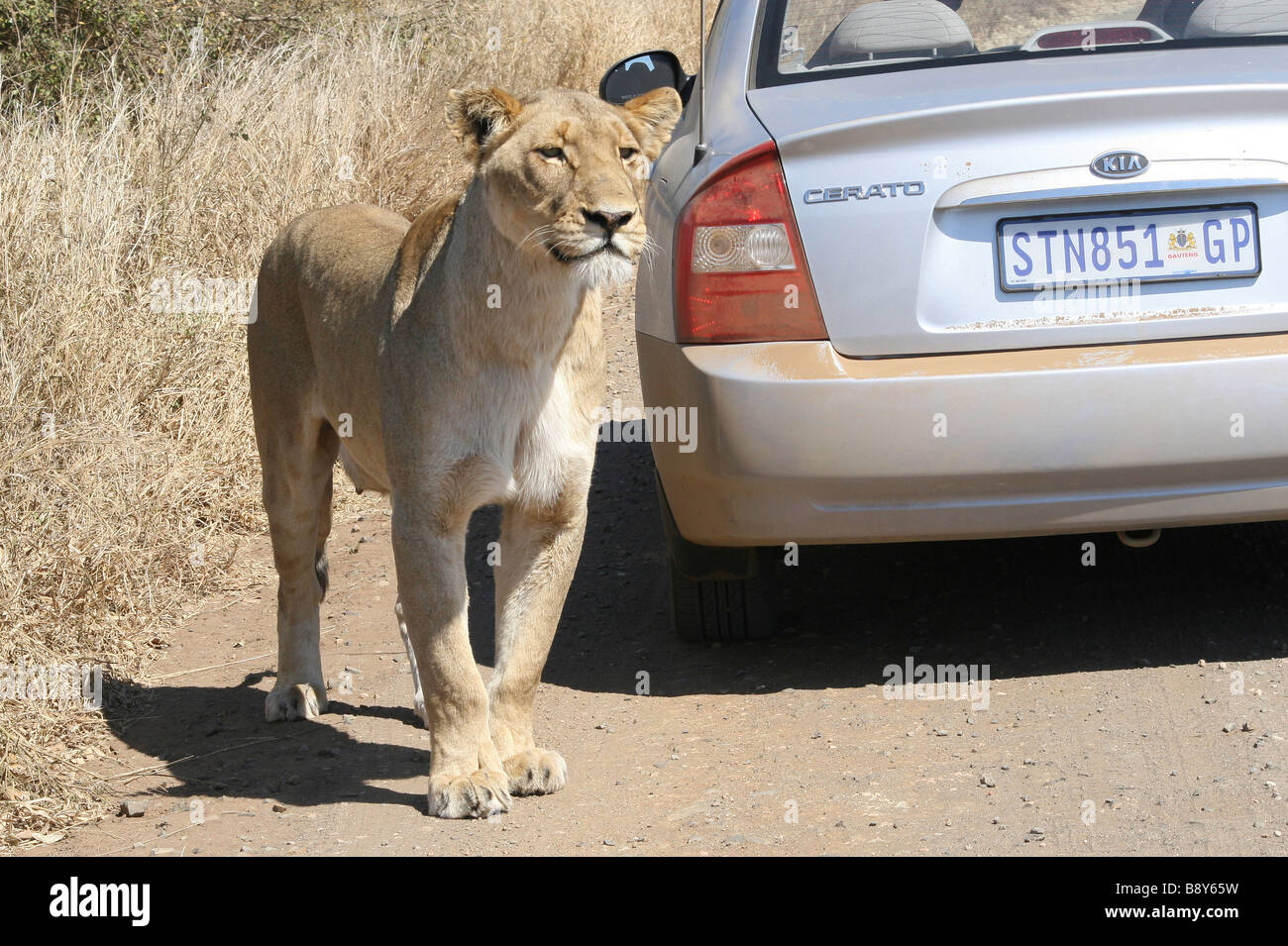 Lionne Panthera leo krugeri debout à côté de l'Observation de rapaces dans le parc national Kruger, Afrique du Sud Banque D'Images