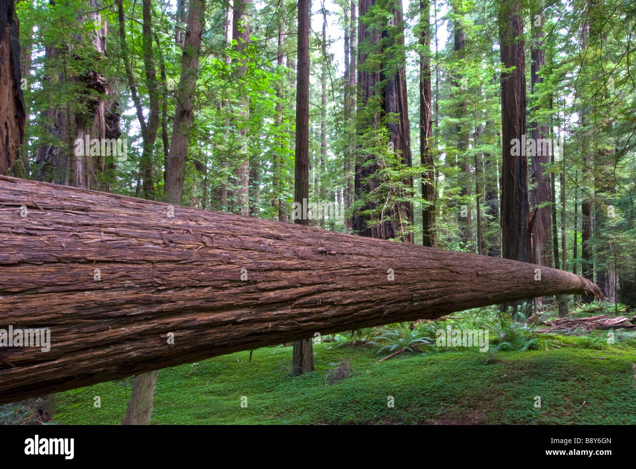 Le séquoia géant (Sequoiadendron giganteum) arbre dans un parc, le Redwood National Park, California, USA Banque D'Images